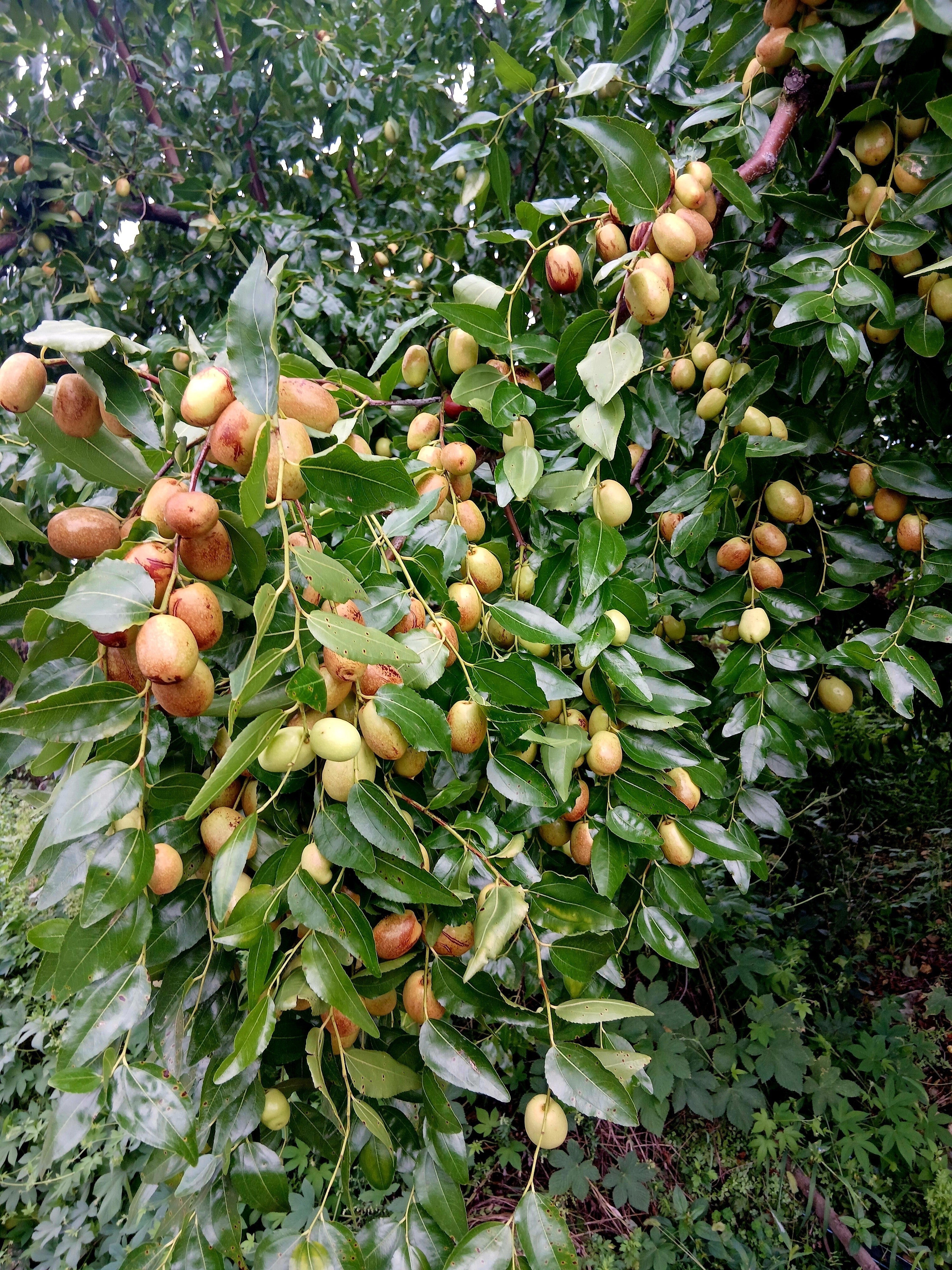 1 NUTMEG TREE Seed Myristica Fragrans Pala MACE Fruit Nut Pumpkin Pie Spice - Image 2