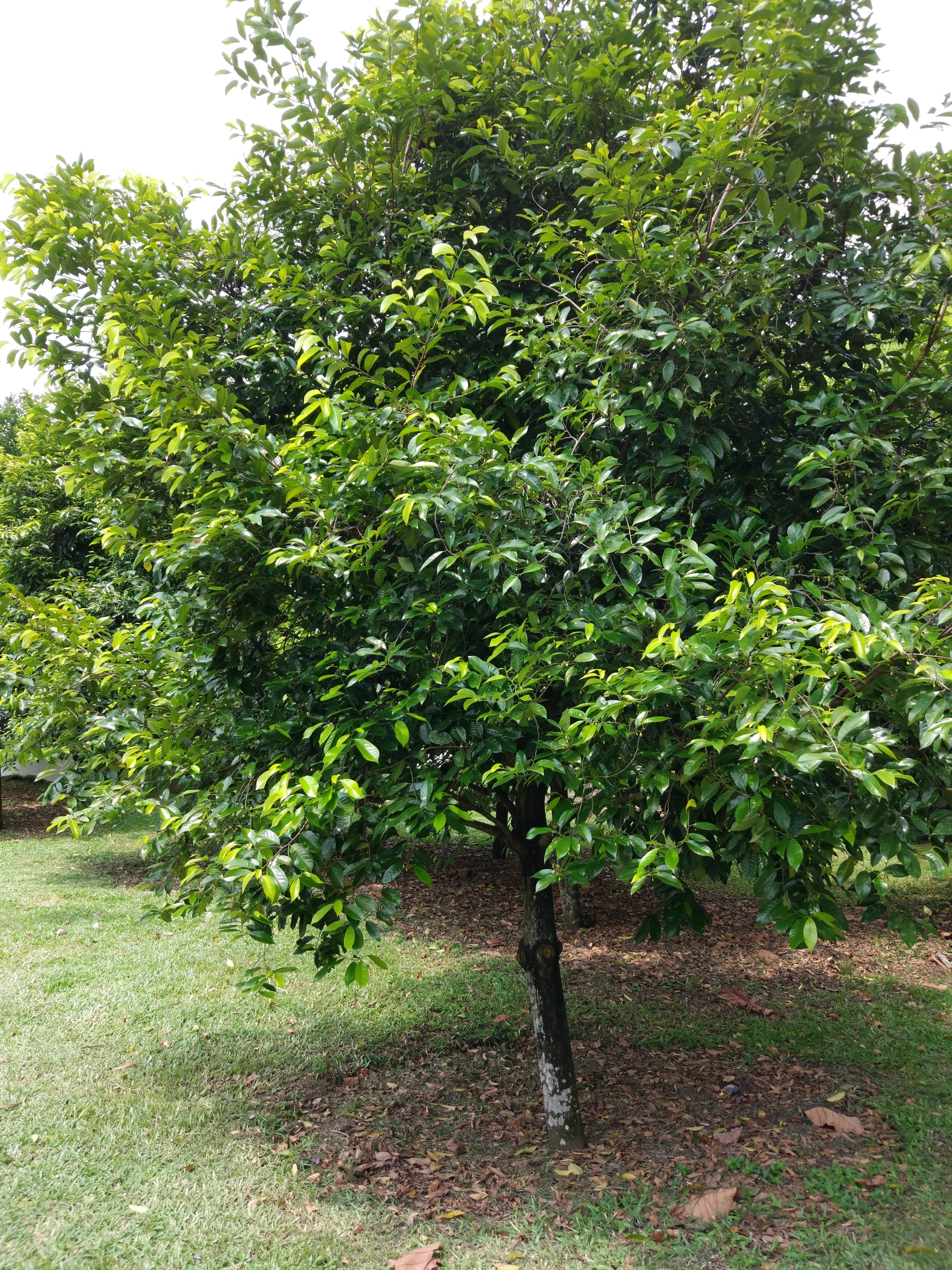 1 NUTMEG TREE Seed Myristica Fragrans Pala MACE Fruit Nut Pumpkin Pie Spice - Image 3