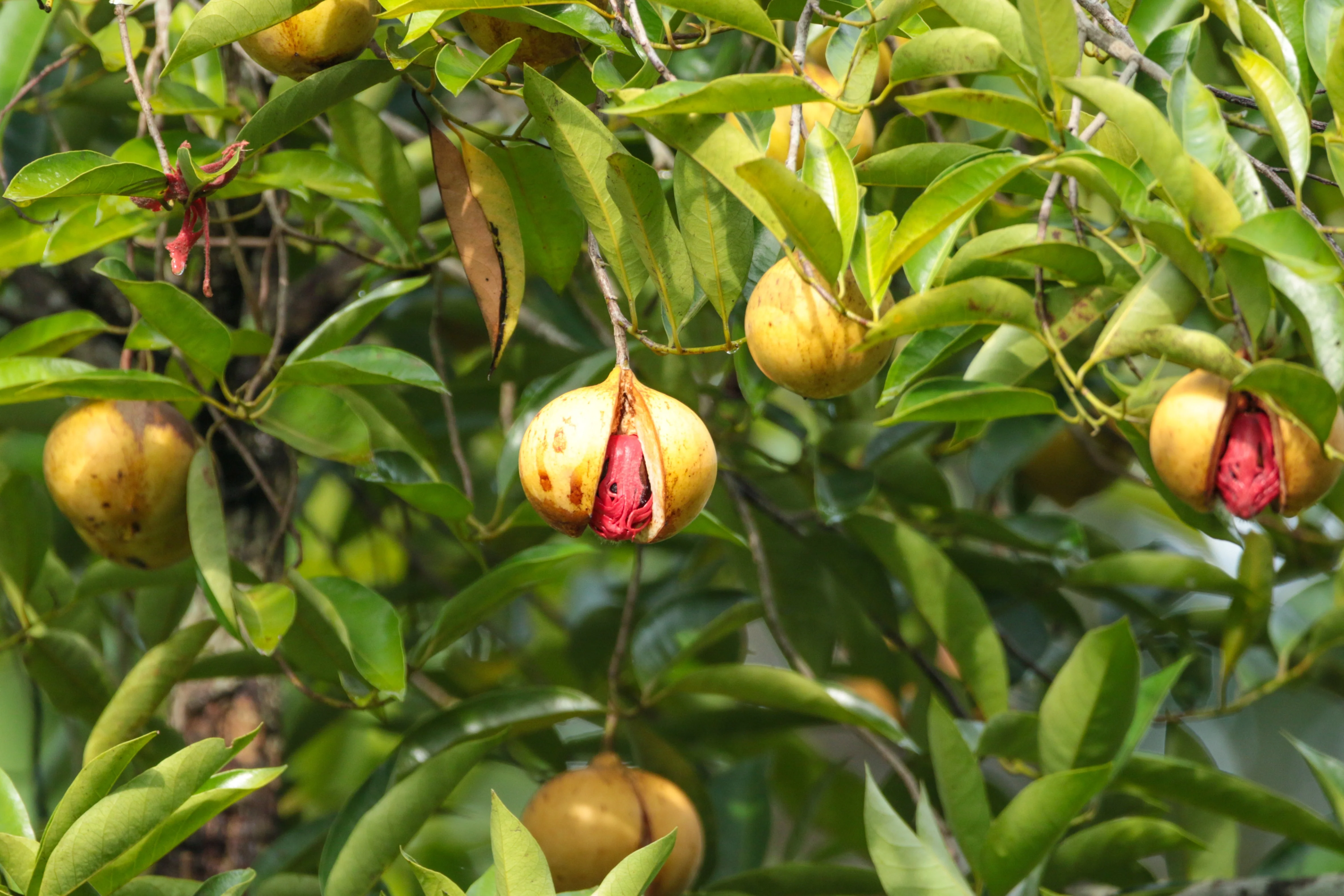 1 NUTMEG TREE Seed Myristica Fragrans Pala MACE Fruit Nut Pumpkin Pie Spice - Image 4