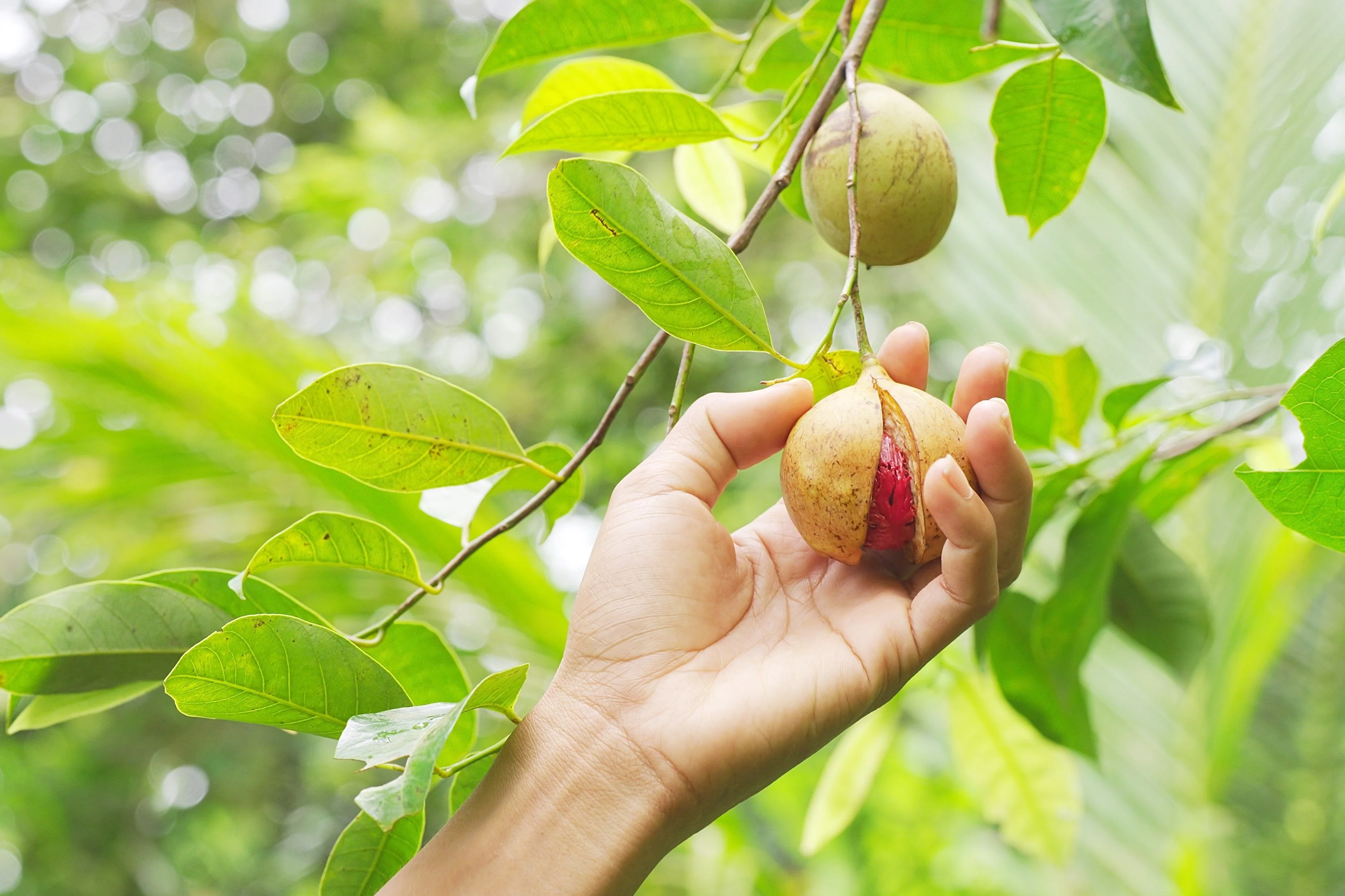 1 NUTMEG TREE Seed Myristica Fragrans Pala MACE Fruit Nut Pumpkin Pie Spice - Image 6