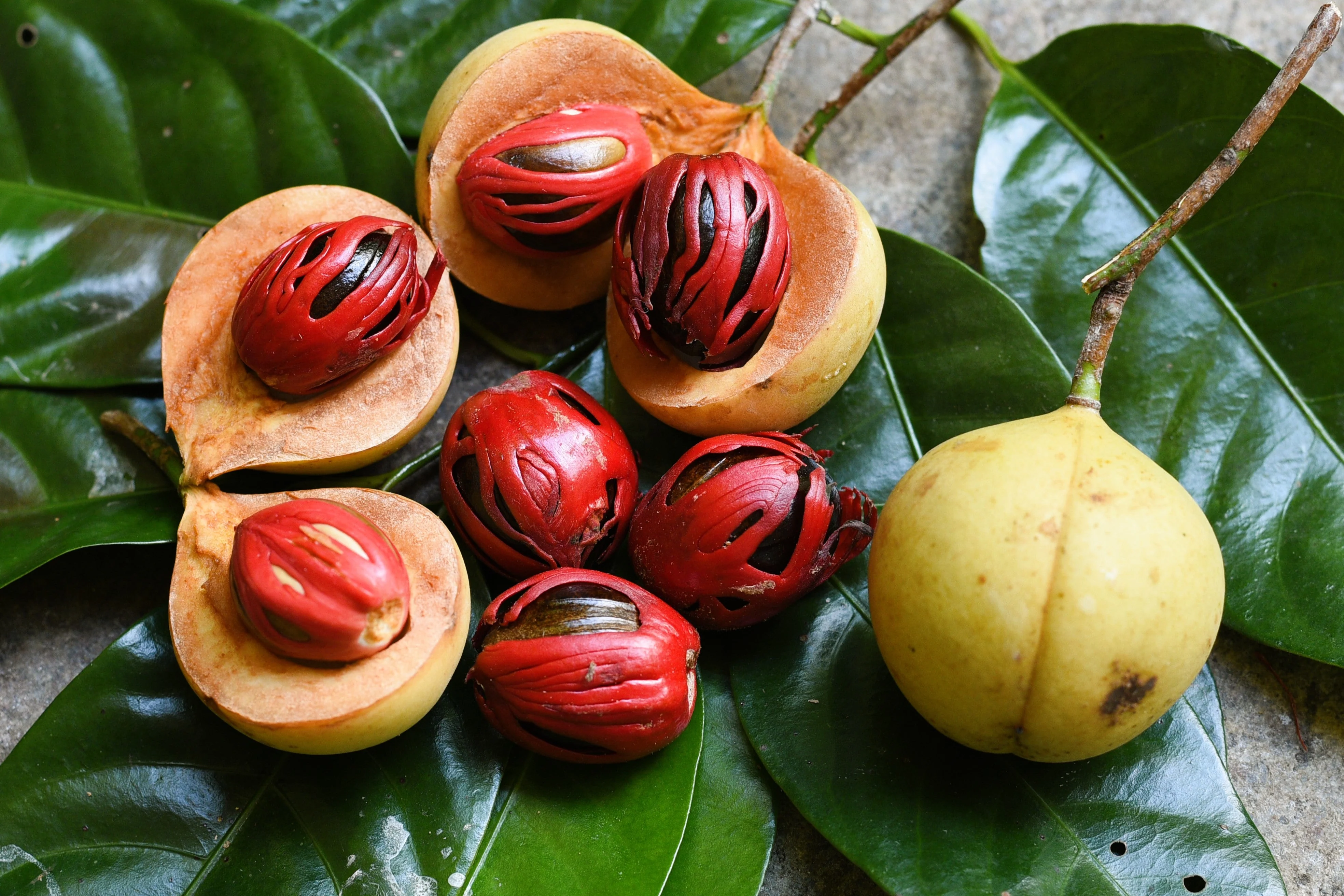 1 NUTMEG TREE Seed Myristica Fragrans Pala MACE Fruit Nut Pumpkin Pie Spice - Image 8