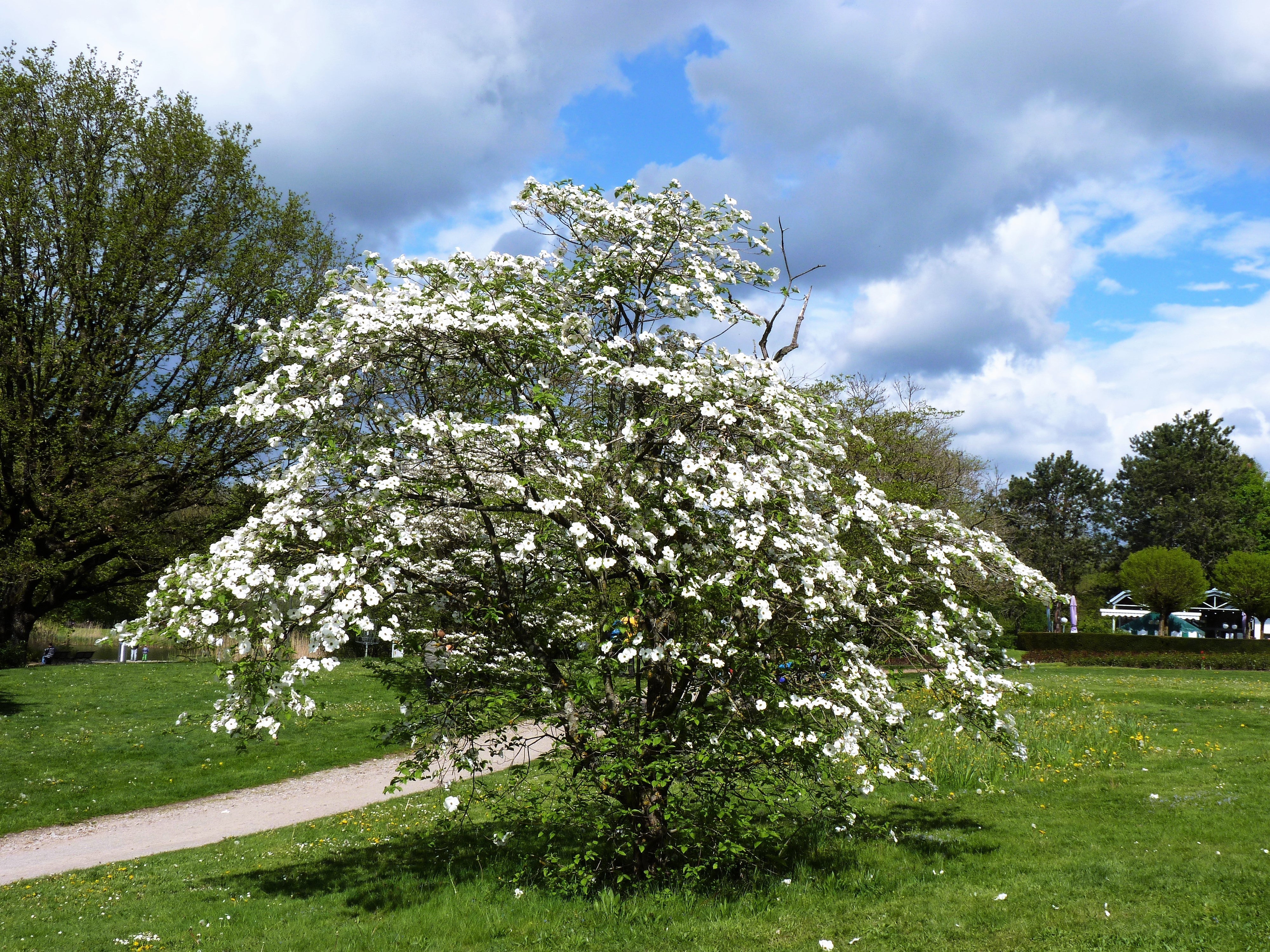 10 American WHITE FLOWERING DOGWOOD Small Tree Cornus Florida Seeds - Image 10