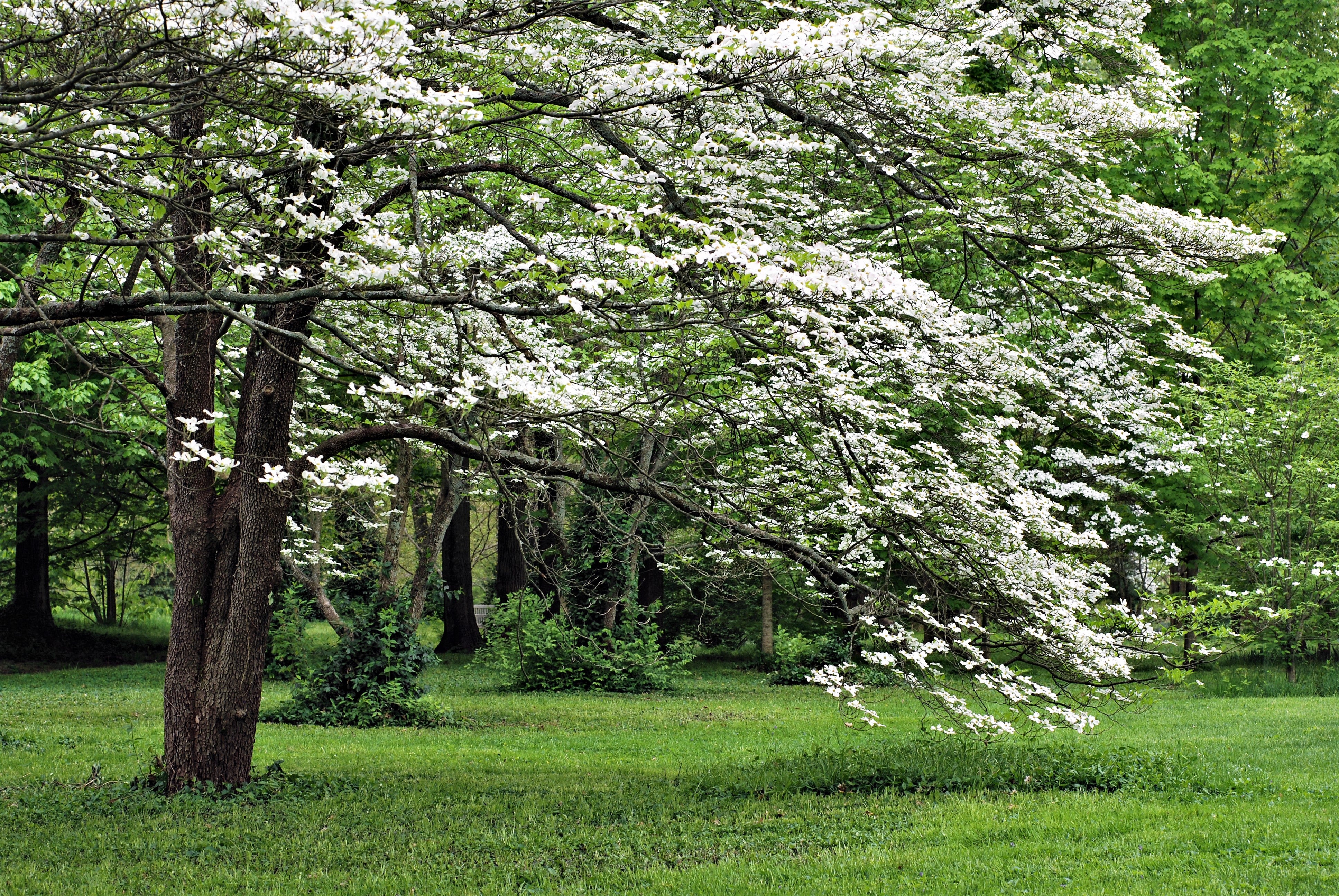 10 American WHITE FLOWERING DOGWOOD Small Tree Cornus Florida Seeds - Image 2