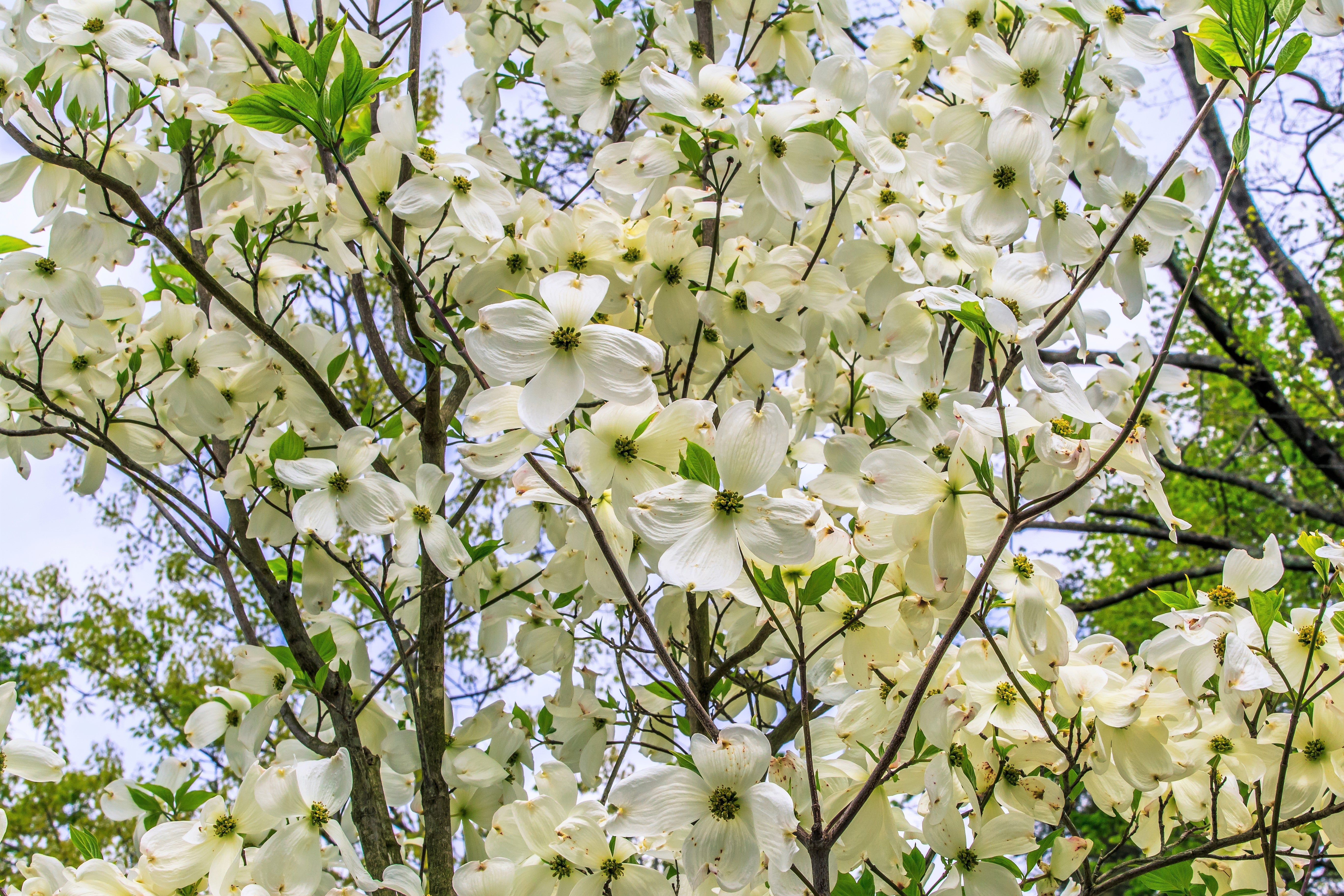 10 American WHITE FLOWERING DOGWOOD Small Tree Cornus Florida Seeds - Image 3