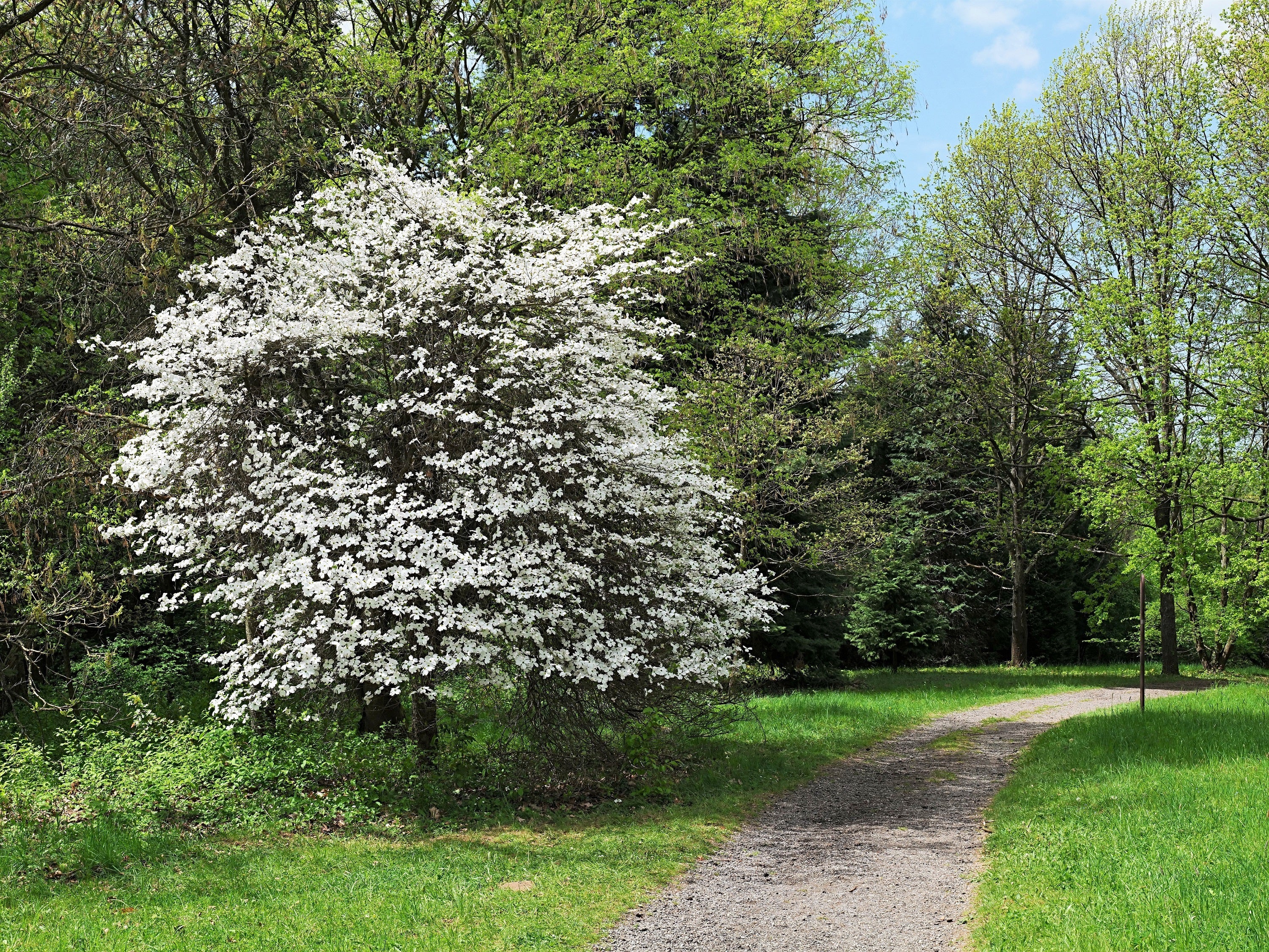 10 American WHITE FLOWERING DOGWOOD Small Tree Cornus Florida Seeds - Image 4