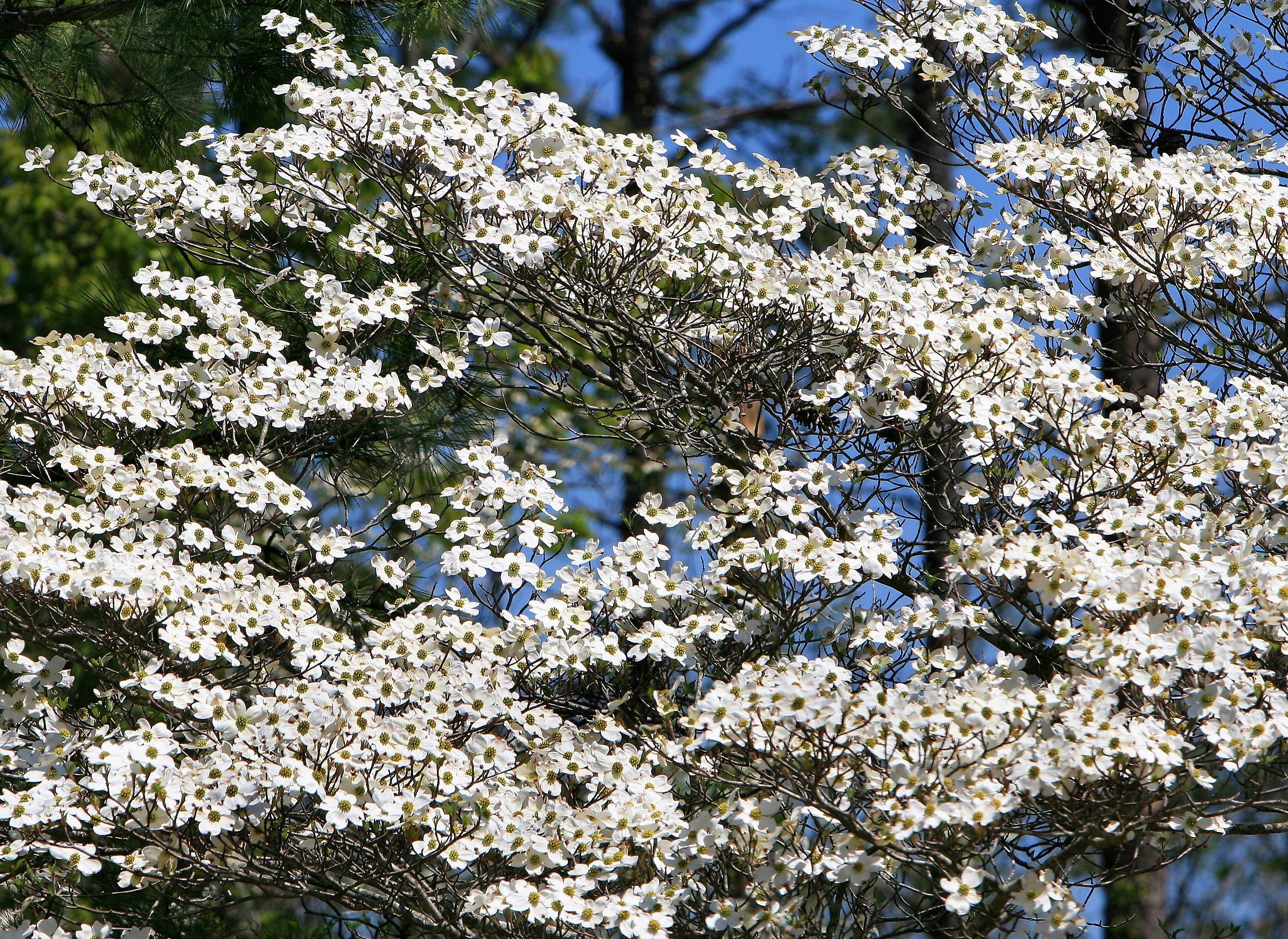 10 American WHITE FLOWERING DOGWOOD Small Tree Cornus Florida Seeds - Image 5