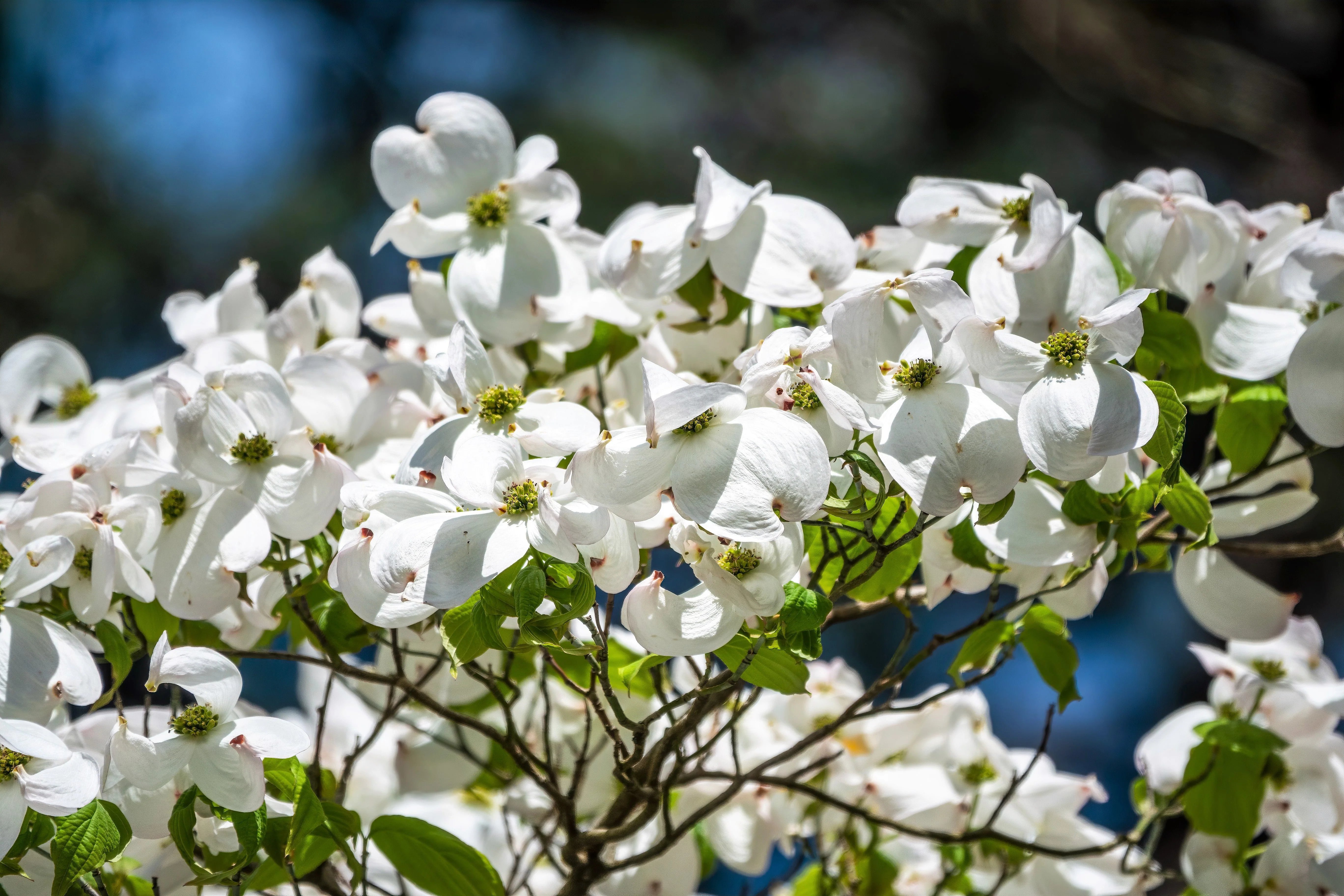 10 American WHITE FLOWERING DOGWOOD Small Tree Cornus Florida Seeds - Image 6