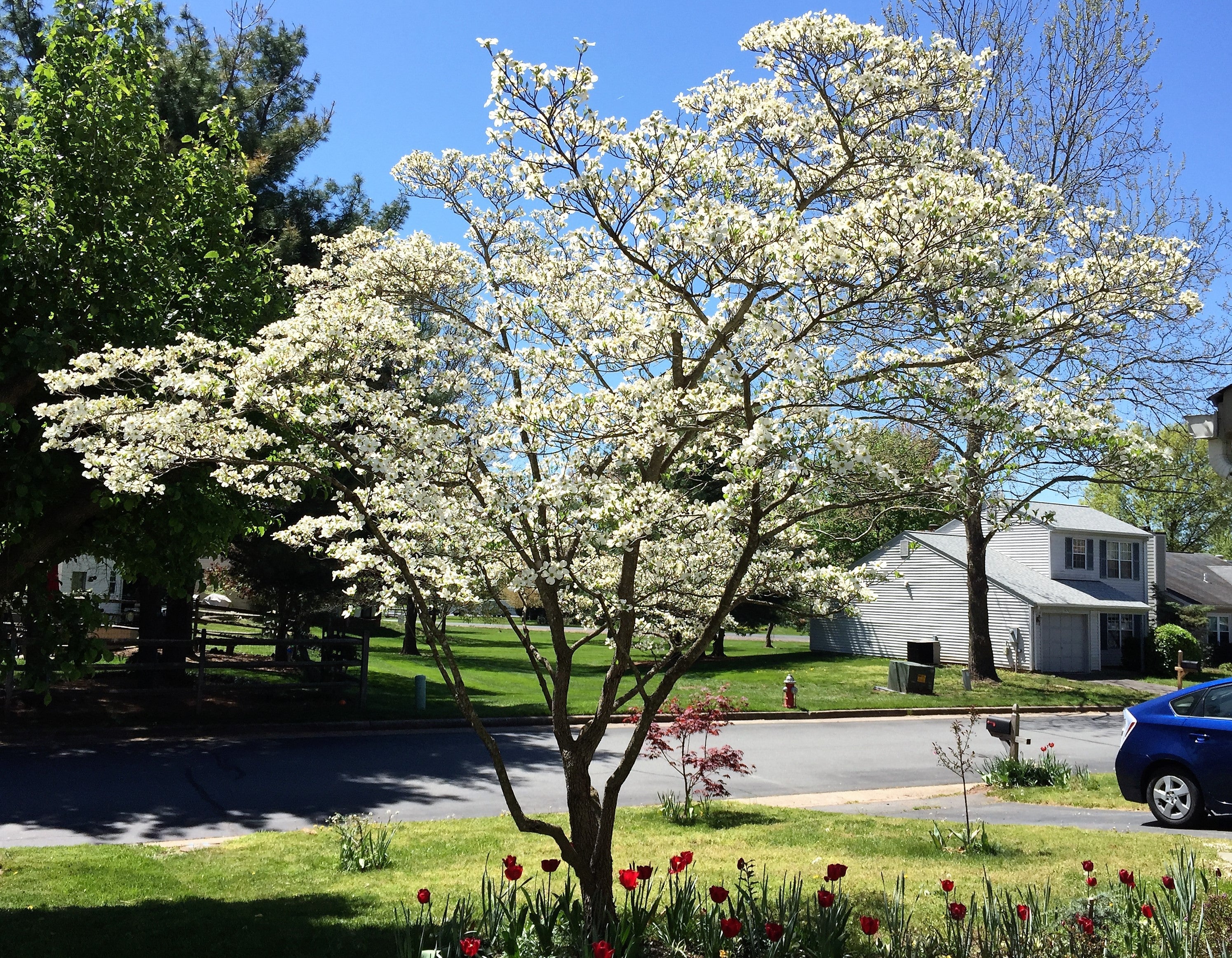 10 American WHITE FLOWERING DOGWOOD Small Tree Cornus Florida Seeds - Image 8