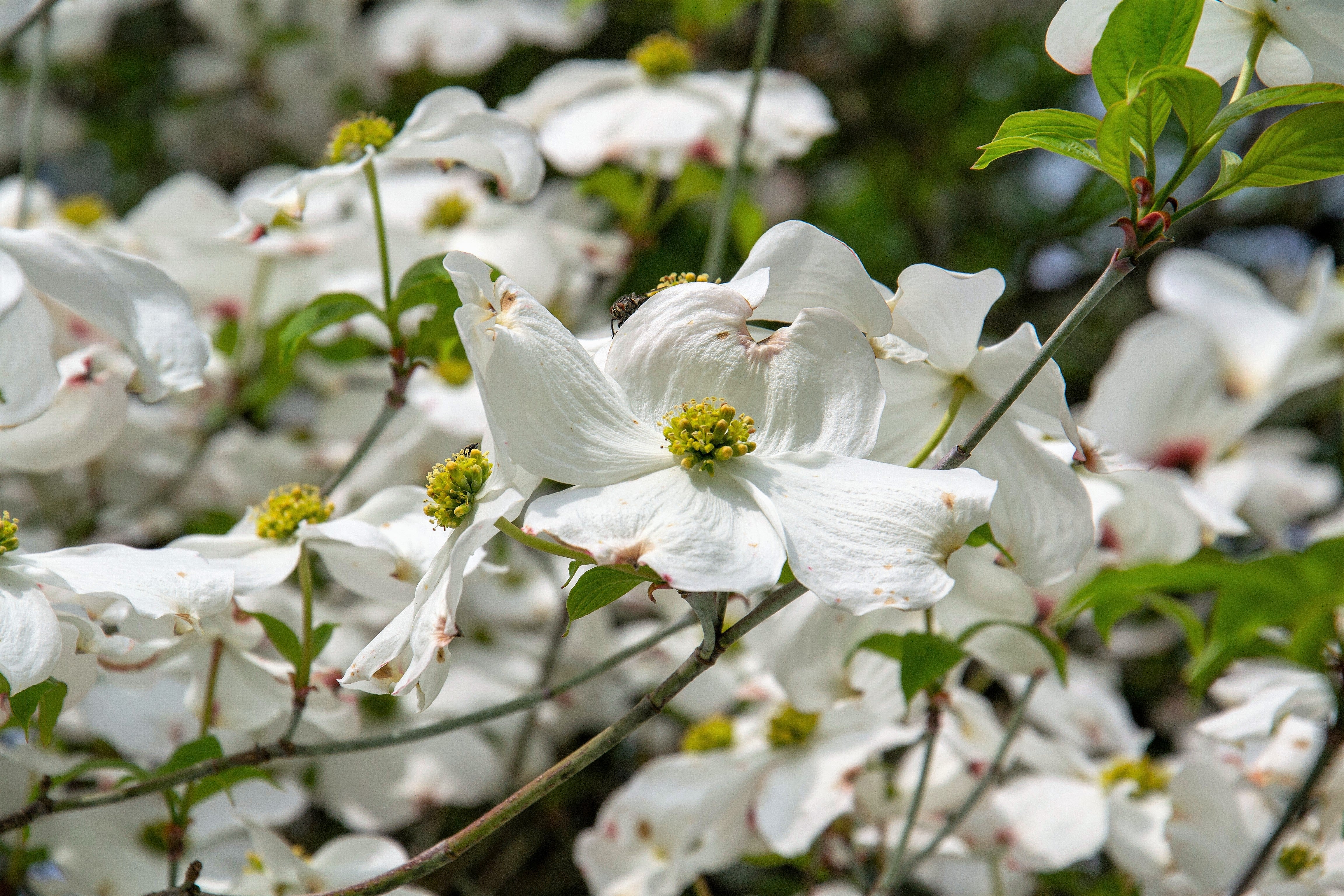 10 American WHITE FLOWERING DOGWOOD Small Tree Cornus Florida Seeds - Image 9