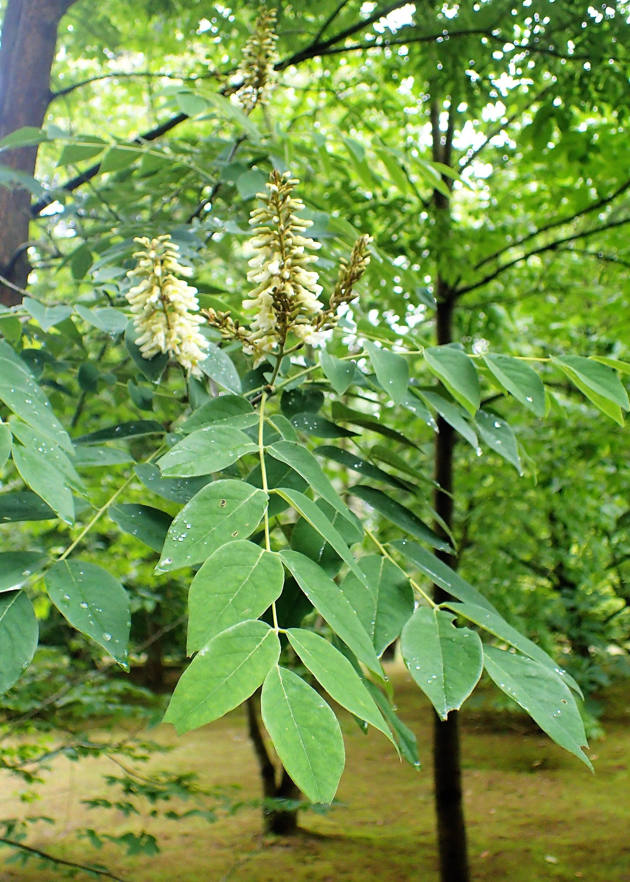 10 AMUR MAACKIA Cladrastis Amurensis Tree Ornamental White Flower Legume Seeds - Image 10
