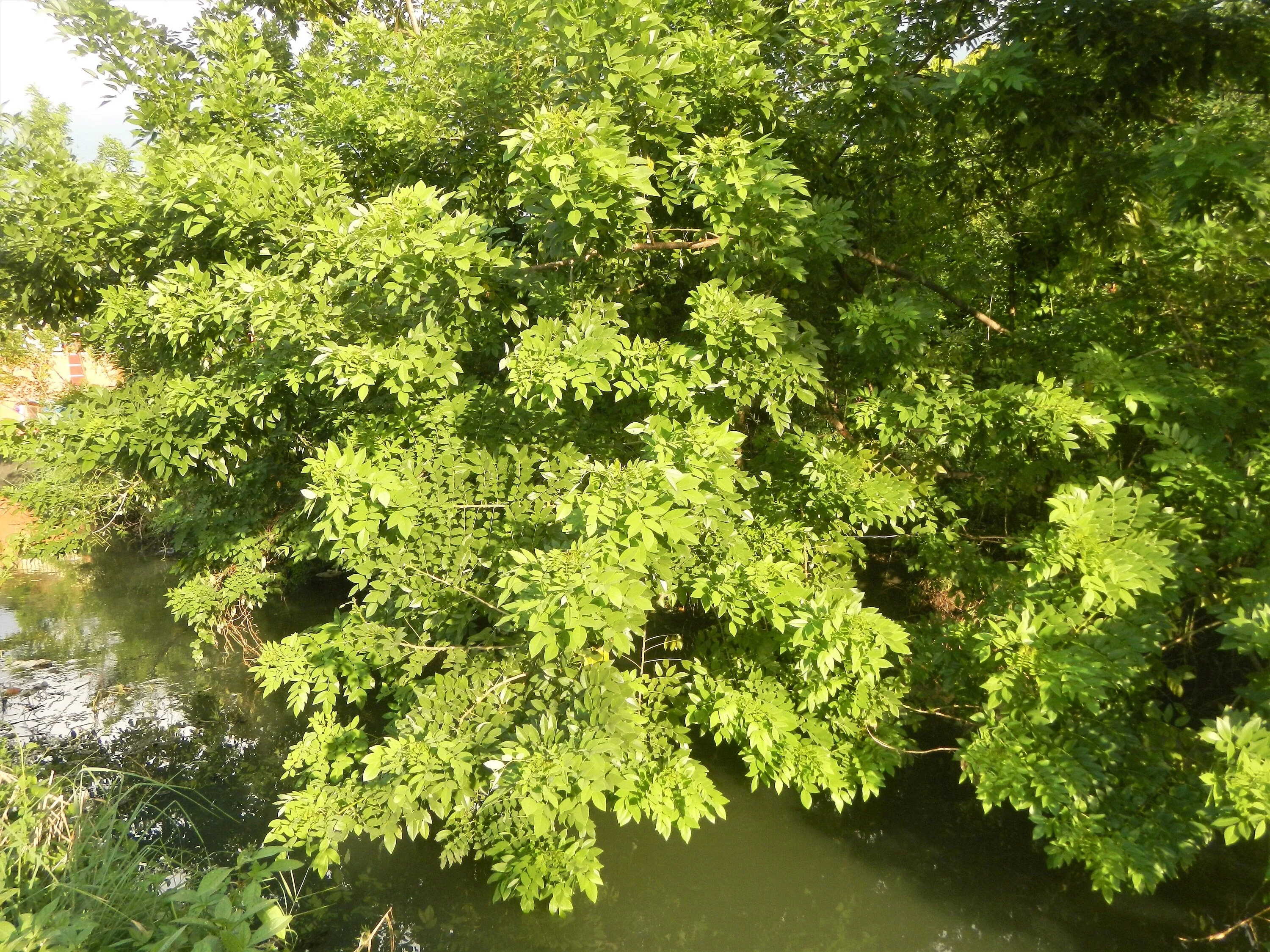 10 AMUR MAACKIA Cladrastis Amurensis Tree Ornamental White Flower Legume Seeds - Image 3