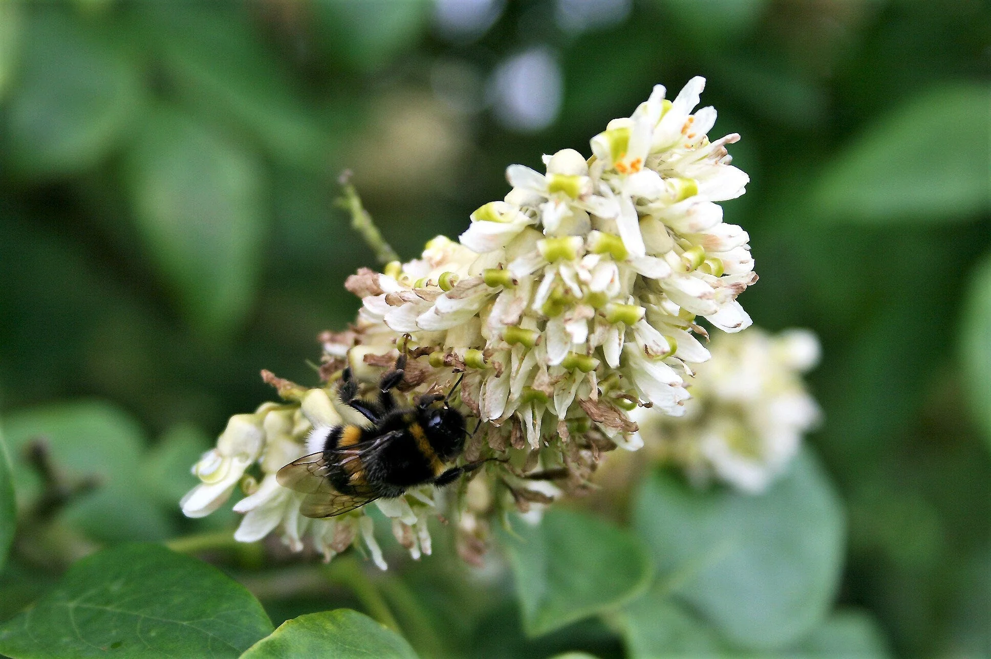 10 AMUR MAACKIA Cladrastis Amurensis Tree Ornamental White Flower Legume Seeds - Image 4
