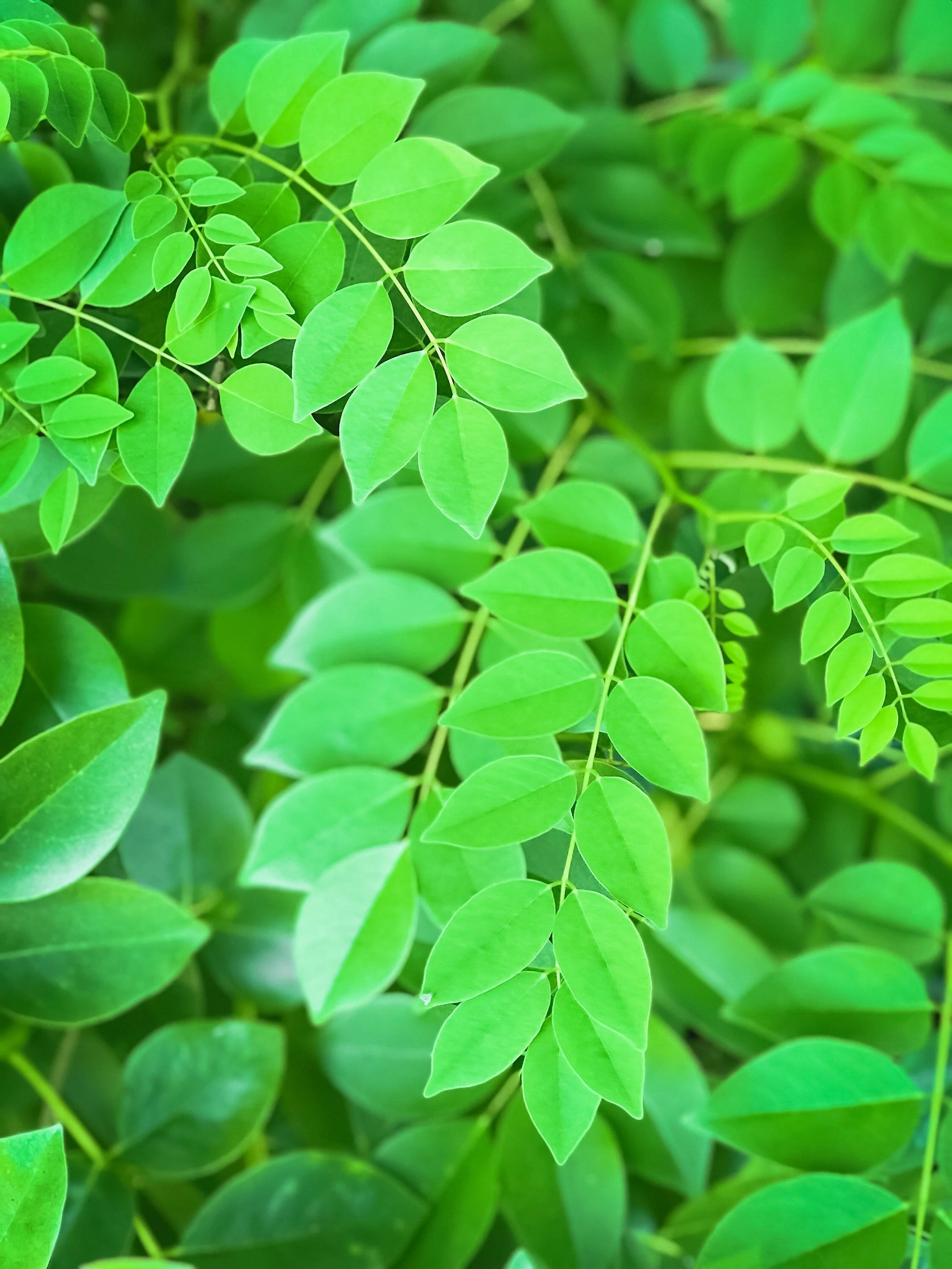 10 AMUR MAACKIA Cladrastis Amurensis Tree Ornamental White Flower Legume Seeds - Image 6