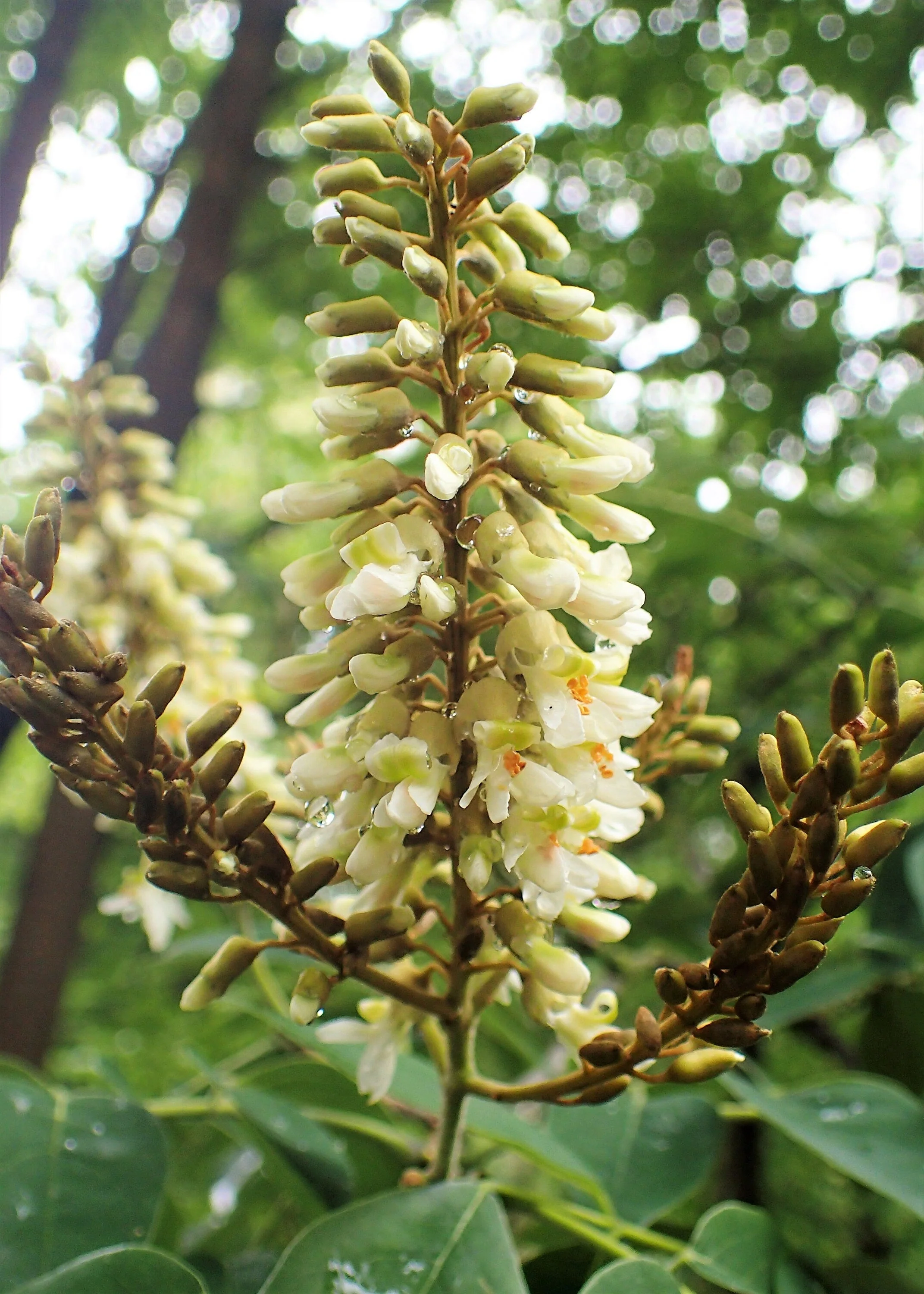 10 AMUR MAACKIA Cladrastis Amurensis Tree Ornamental White Flower Legume Seeds - Image 7