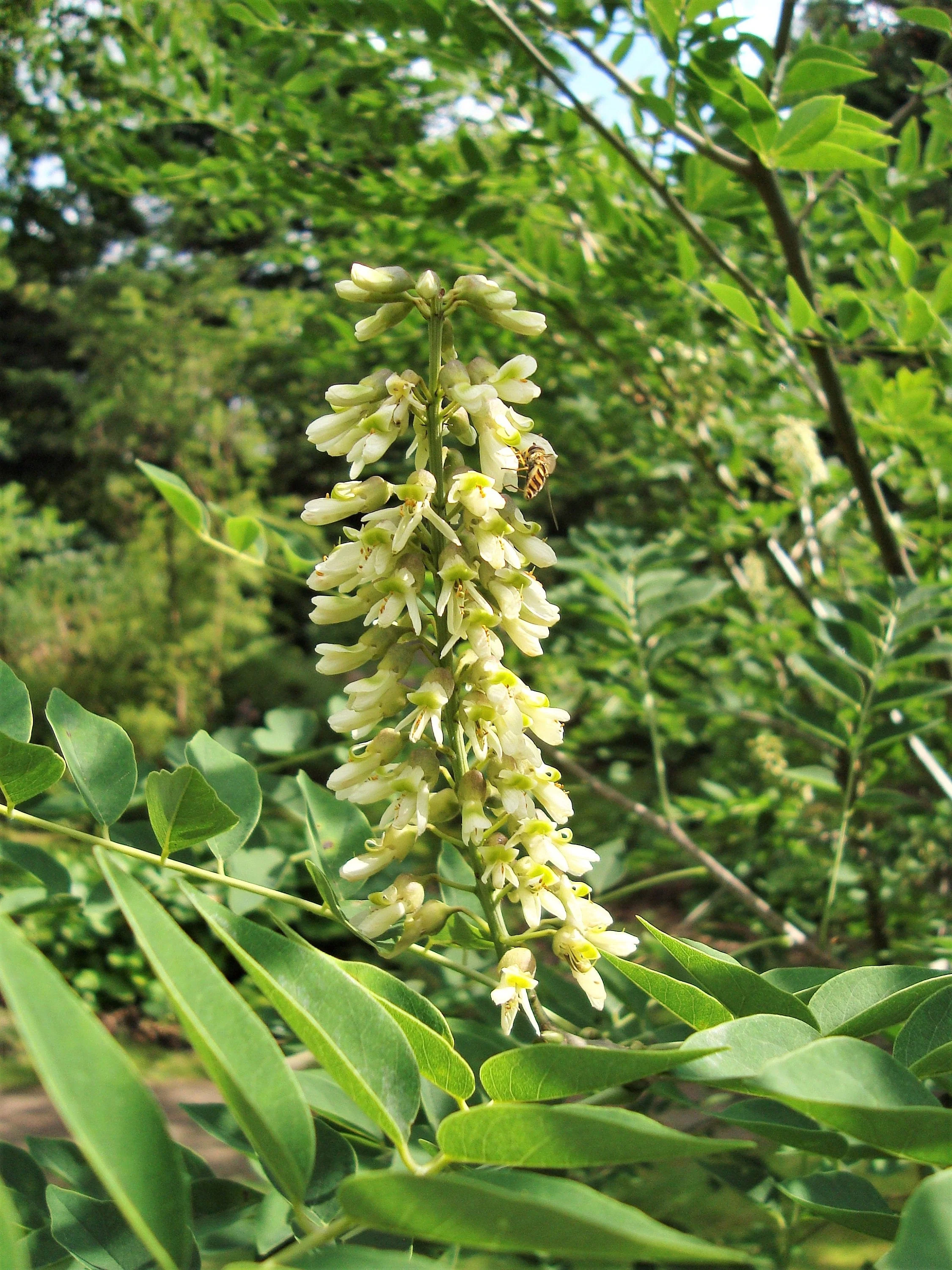 10 AMUR MAACKIA Cladrastis Amurensis Tree Ornamental White Flower Legume Seeds - Image 9