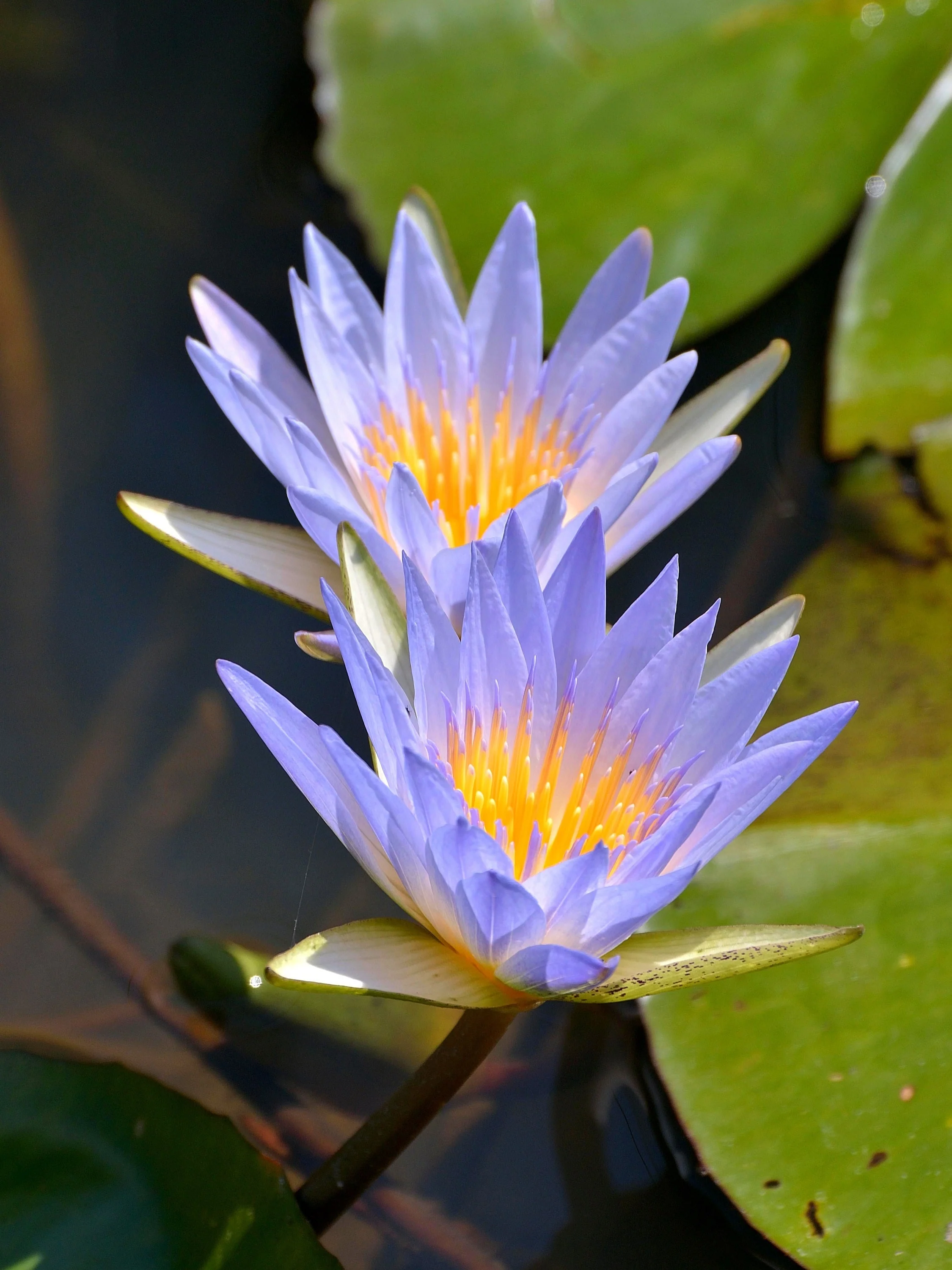 10 BLUE WATER LILY / Lily Pad / Asian Water Lotus / Sacred Egyptian Lotus Nymphaea Caerulea Flower Seeds - Image 10