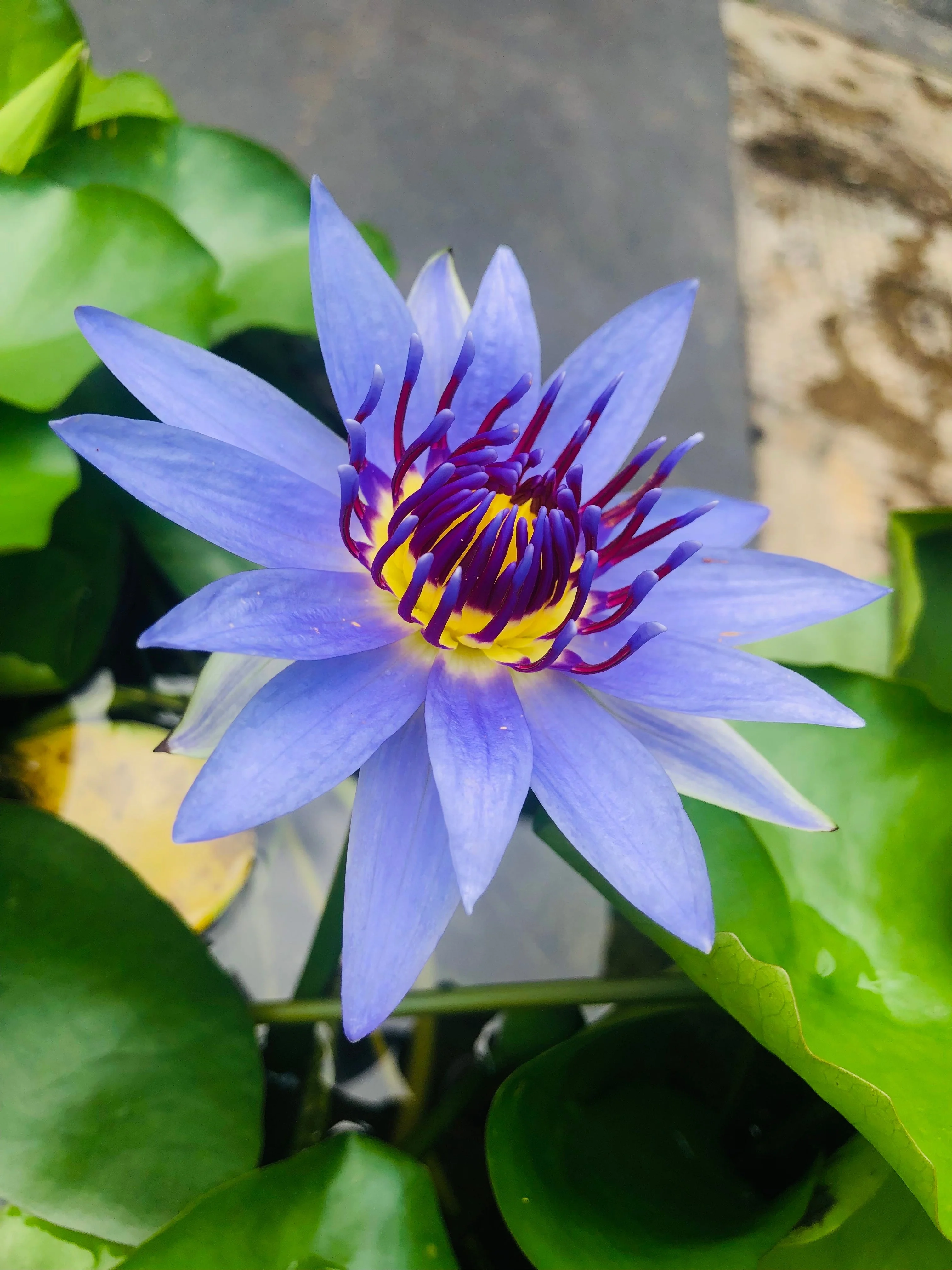 10 BLUE WATER LILY / Lily Pad / Asian Water Lotus / Sacred Egyptian Lotus Nymphaea Caerulea Flower Seeds - Image 11