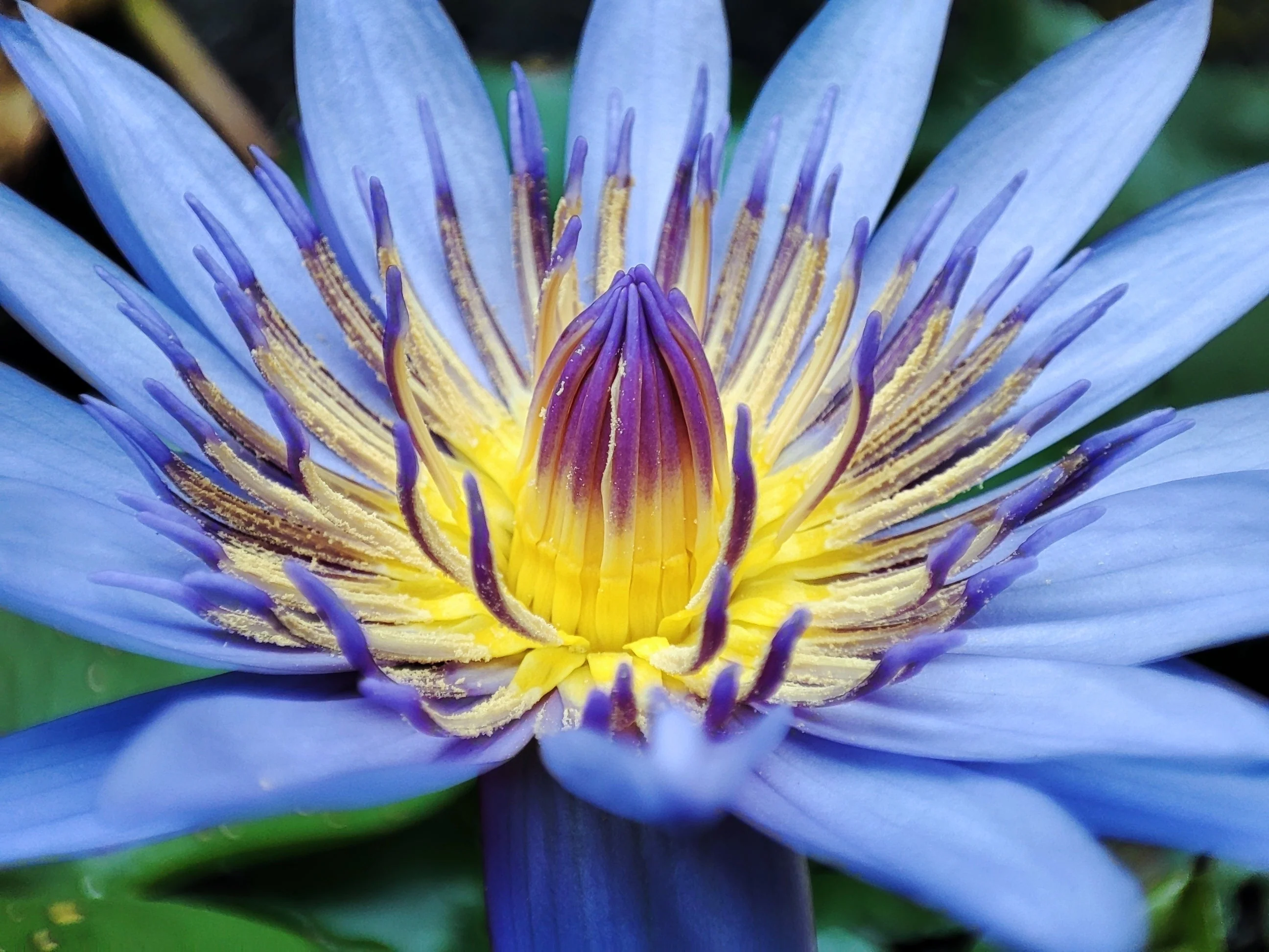10 BLUE WATER LILY / Lily Pad / Asian Water Lotus / Sacred Egyptian Lotus Nymphaea Caerulea Flower Seeds - Image 2