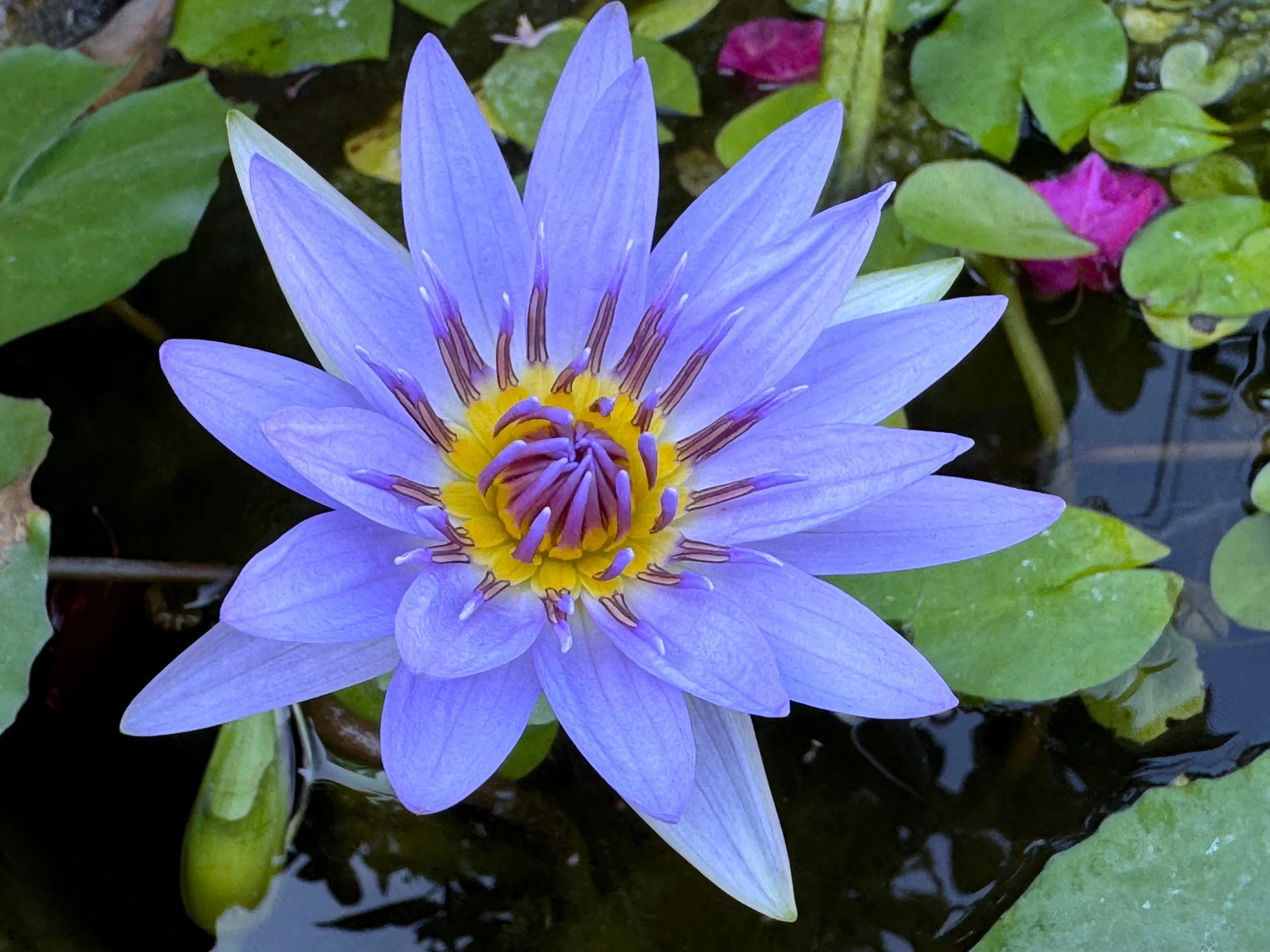 10 BLUE WATER LILY / Lily Pad / Asian Water Lotus / Sacred Egyptian Lotus Nymphaea Caerulea Flower Seeds - Image 3