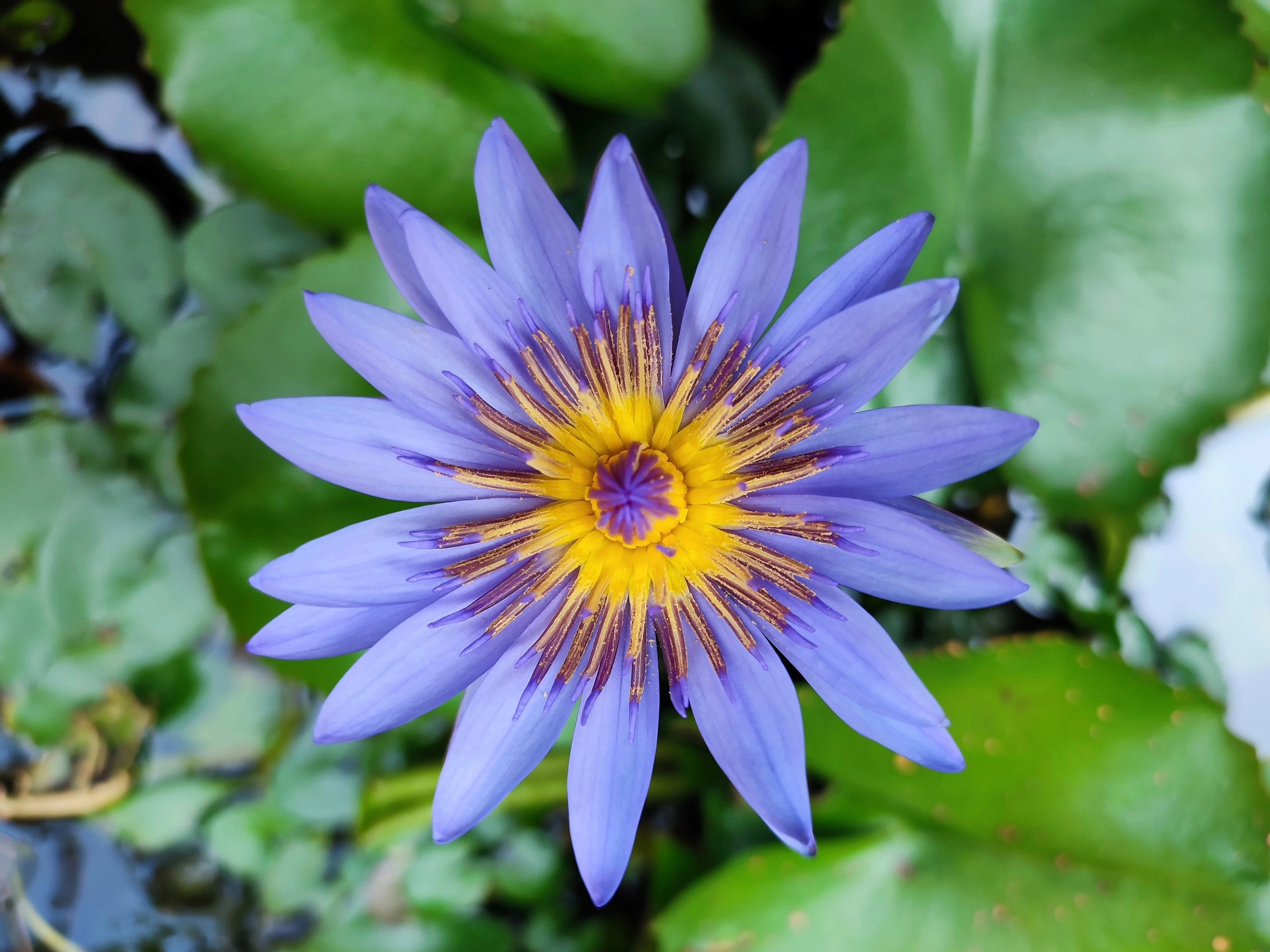 10 BLUE WATER LILY / Lily Pad / Asian Water Lotus / Sacred Egyptian Lotus Nymphaea Caerulea Flower Seeds - Image 4