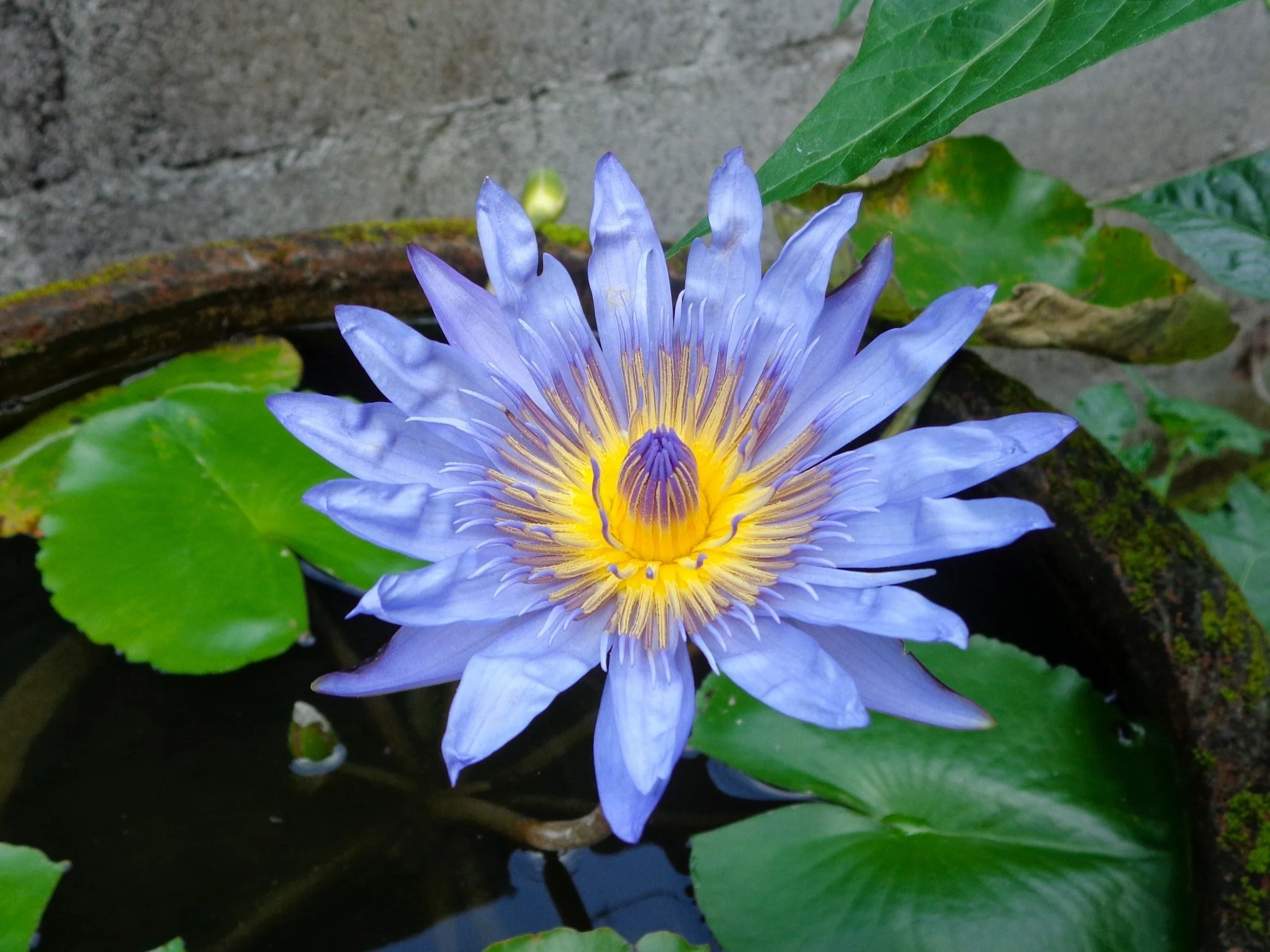 10 BLUE WATER LILY / Lily Pad / Asian Water Lotus / Sacred Egyptian Lotus Nymphaea Caerulea Flower Seeds - Image 5