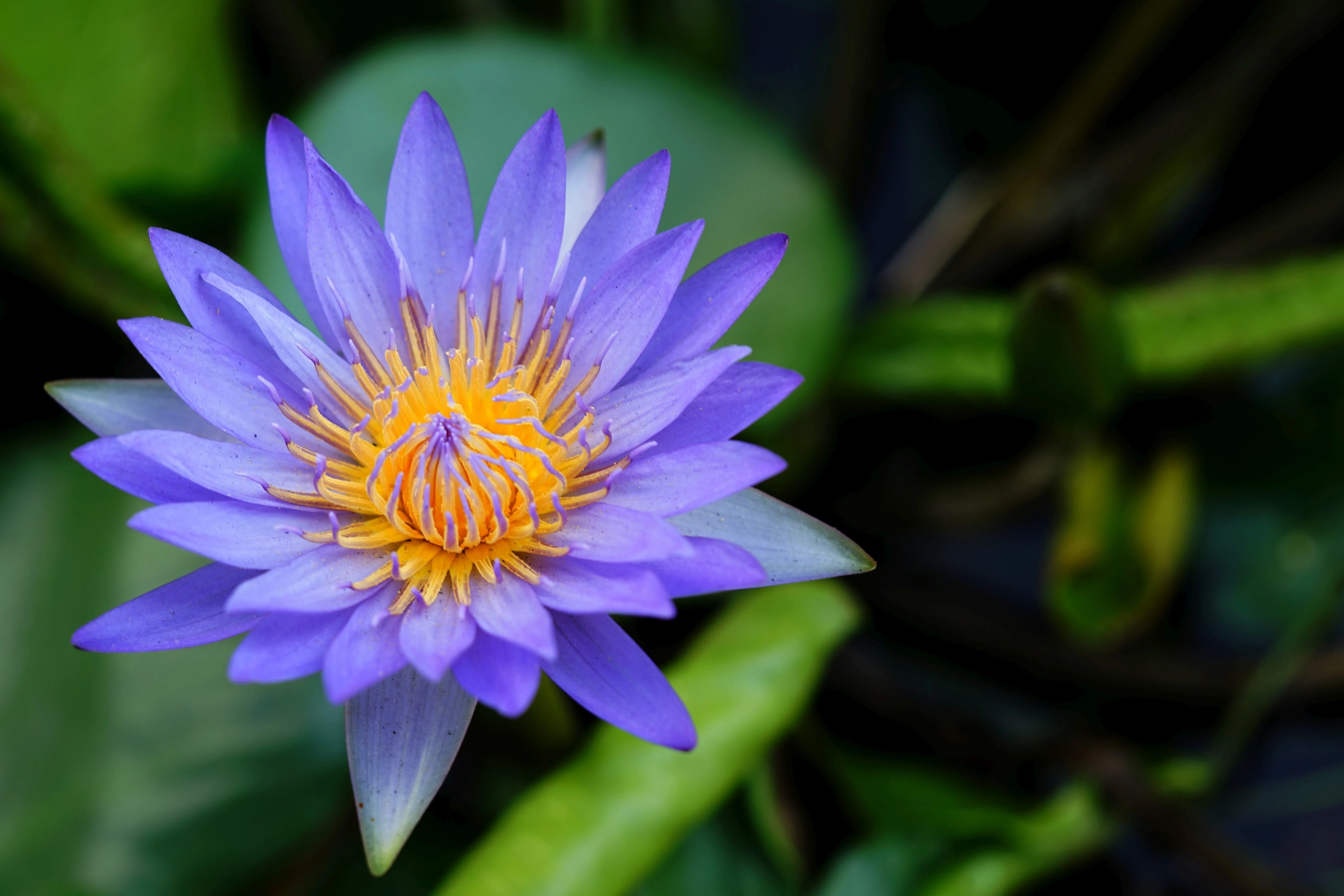10 BLUE WATER LILY / Lily Pad / Asian Water Lotus / Sacred Egyptian Lotus Nymphaea Caerulea Flower Seeds - Image 6