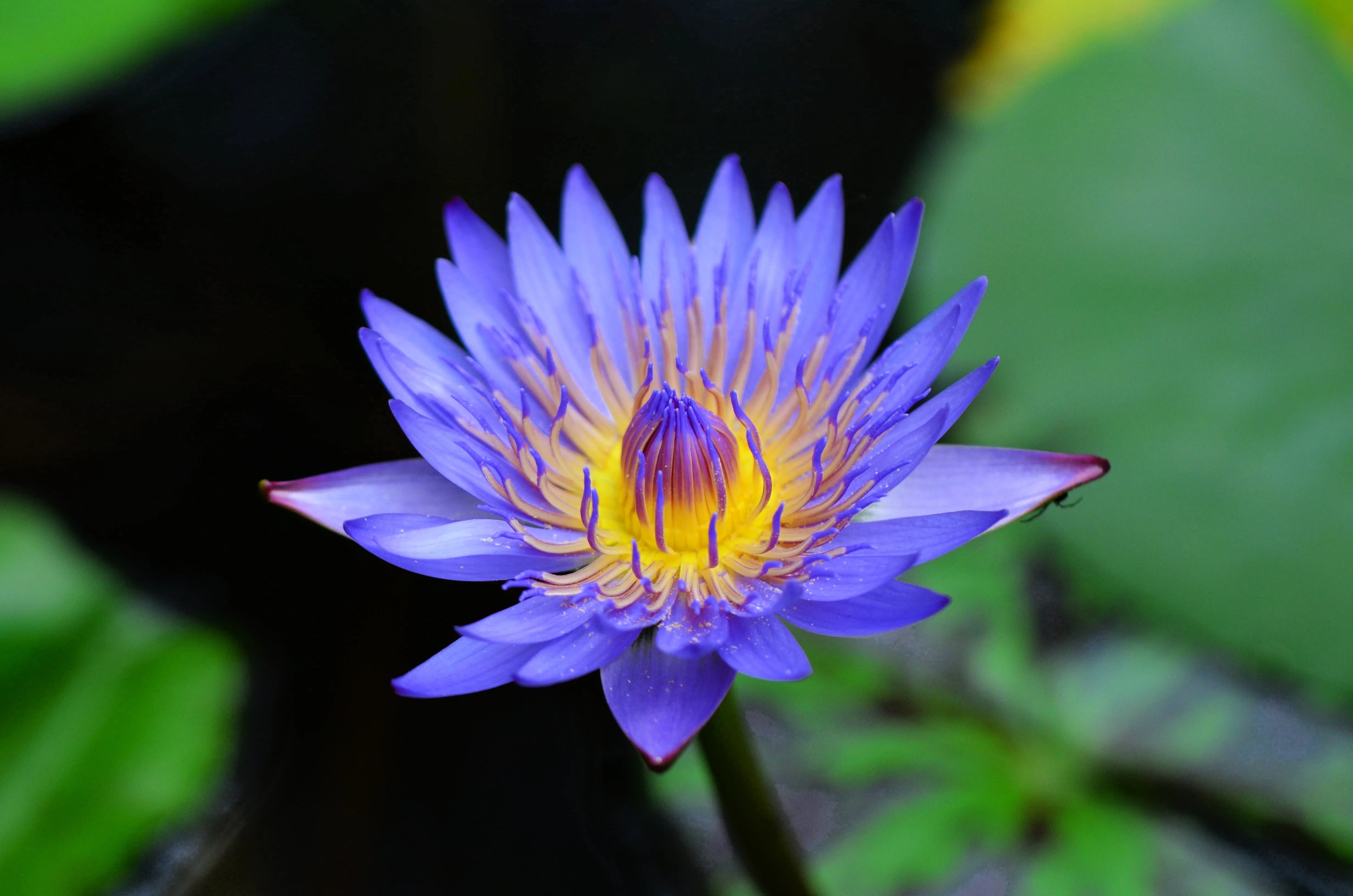 10 BLUE WATER LILY / Lily Pad / Asian Water Lotus / Sacred Egyptian Lotus Nymphaea Caerulea Flower Seeds - Image 7
