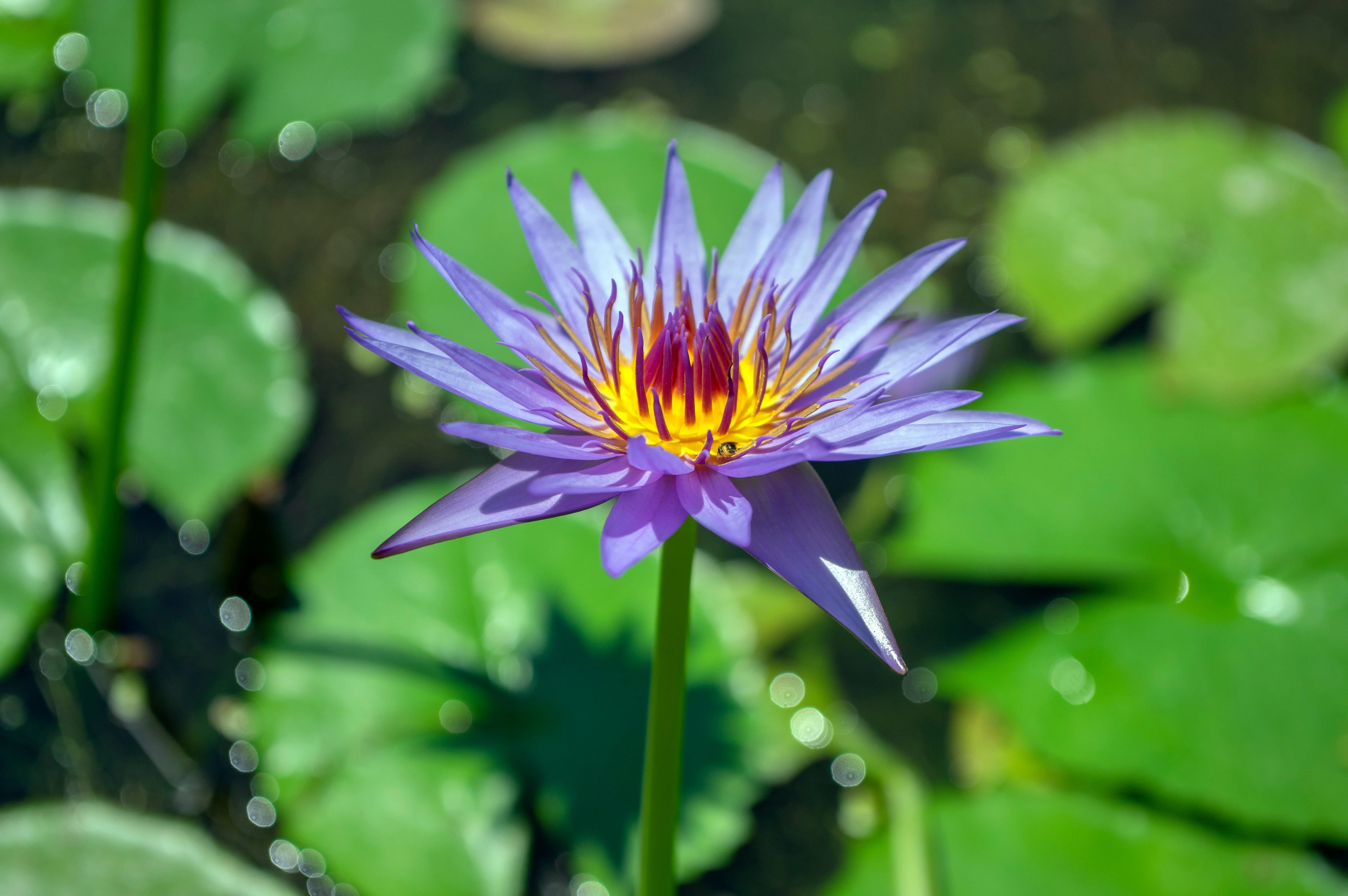 10 BLUE WATER LILY / Lily Pad / Asian Water Lotus / Sacred Egyptian Lotus Nymphaea Caerulea Flower Seeds - Image 8