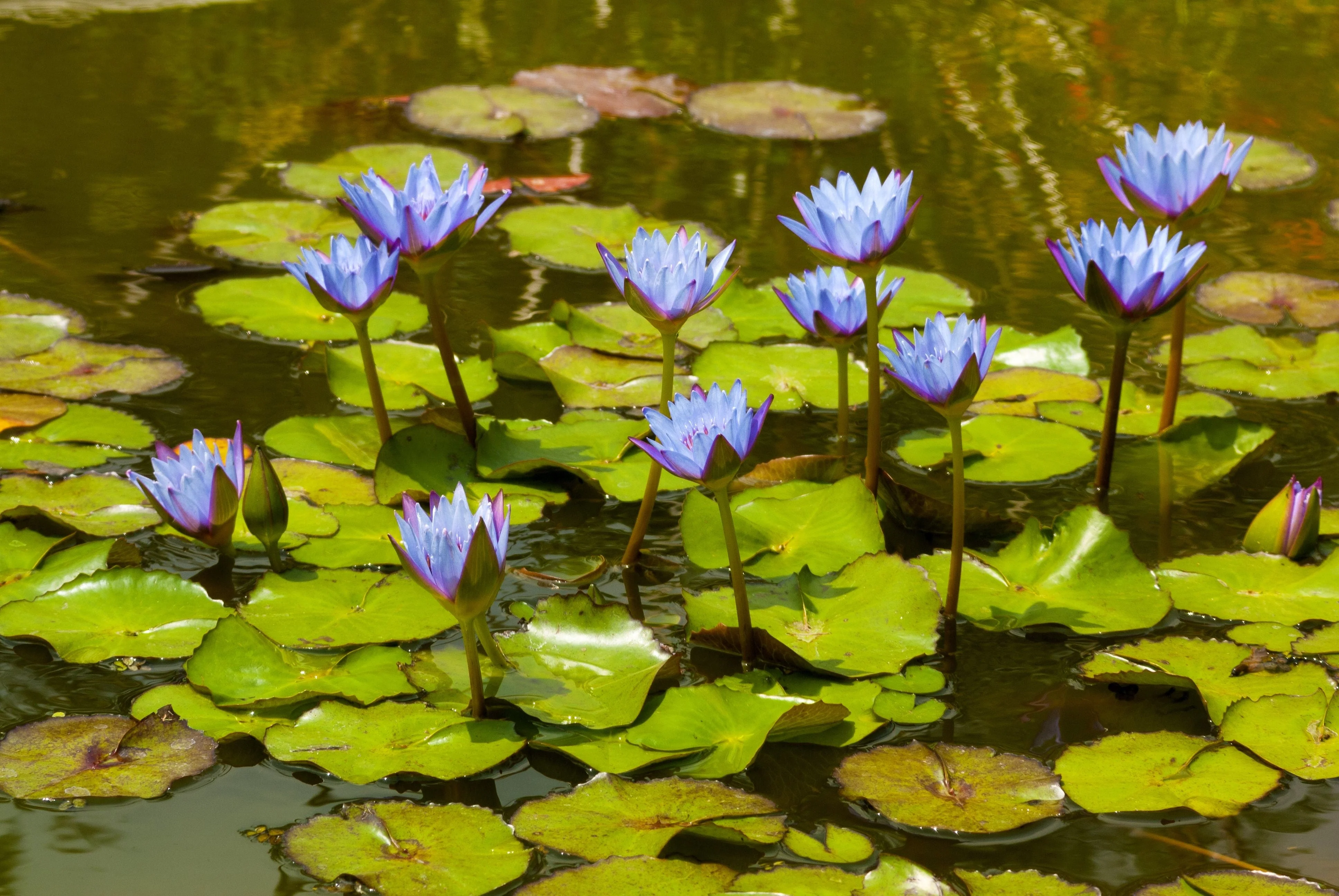 10 BLUE WATER LILY / Lily Pad / Asian Water Lotus / Sacred Egyptian Lotus Nymphaea Caerulea Flower Seeds - Image 9