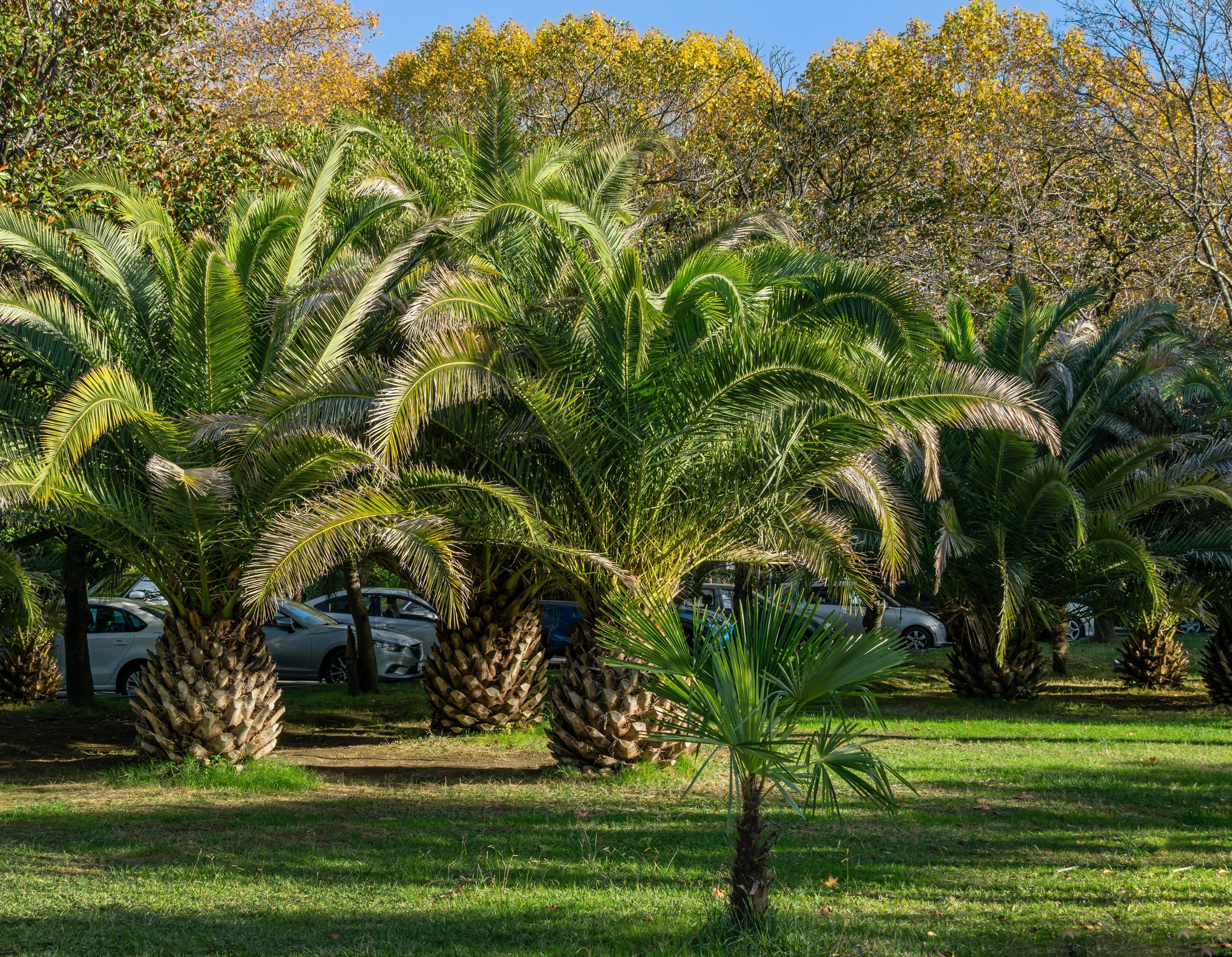 10 CANARY ISLAND Date PALM Phoenix Canariensis Tree Seeds - Image 10