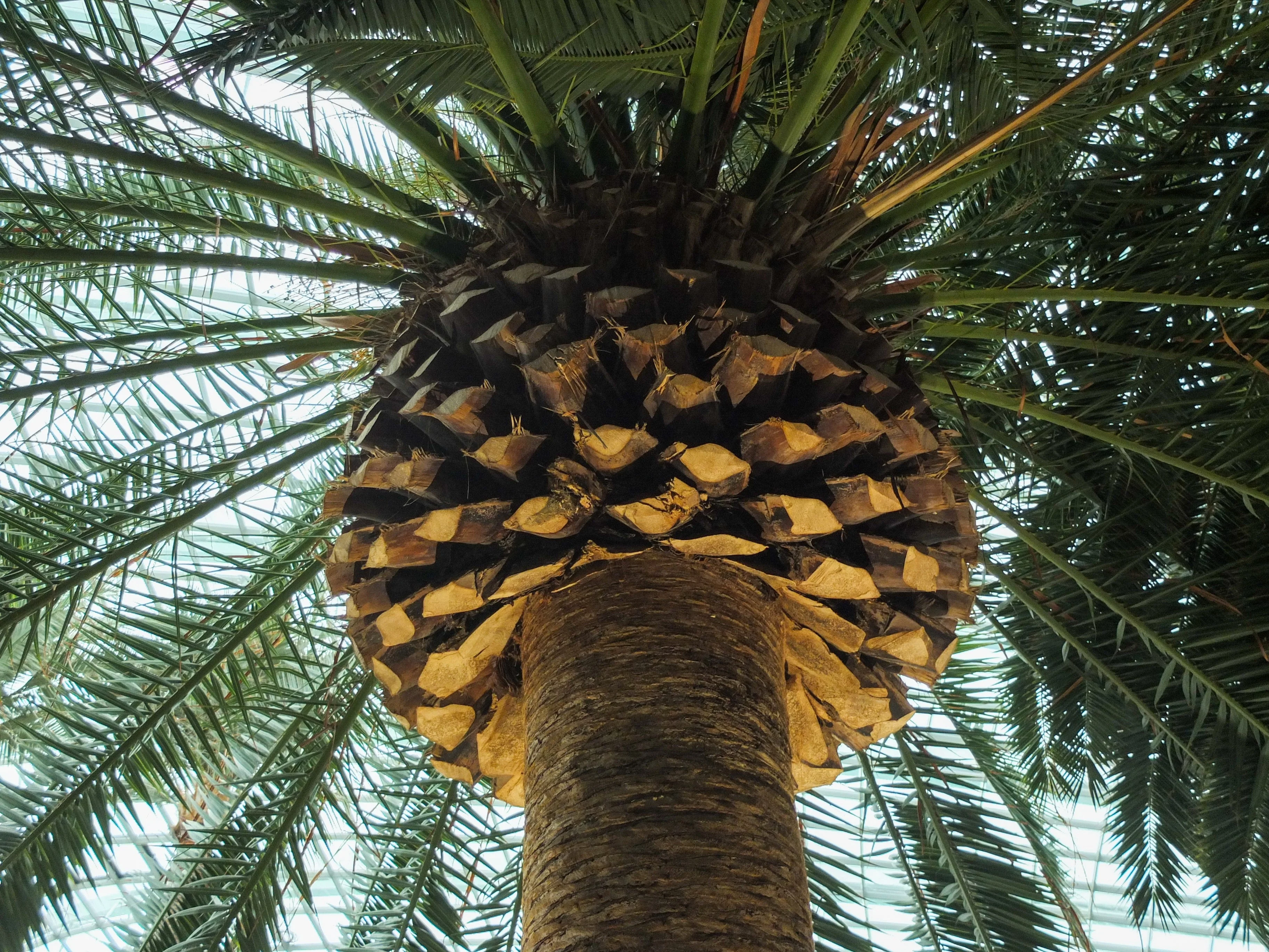 10 CANARY ISLAND Date PALM Phoenix Canariensis Tree Seeds - Image 11