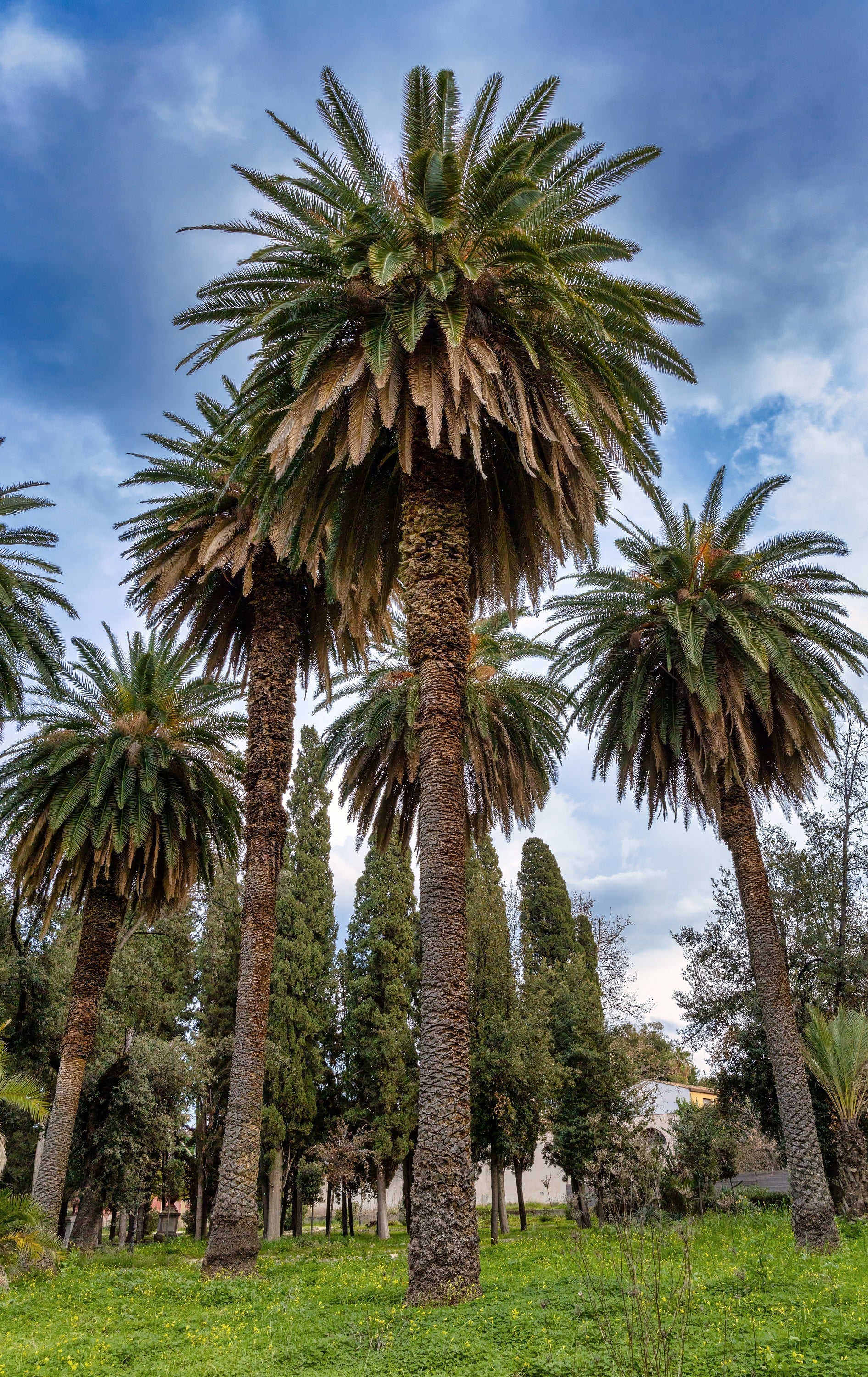 10 CANARY ISLAND Date PALM Phoenix Canariensis Tree Seeds - Image 12