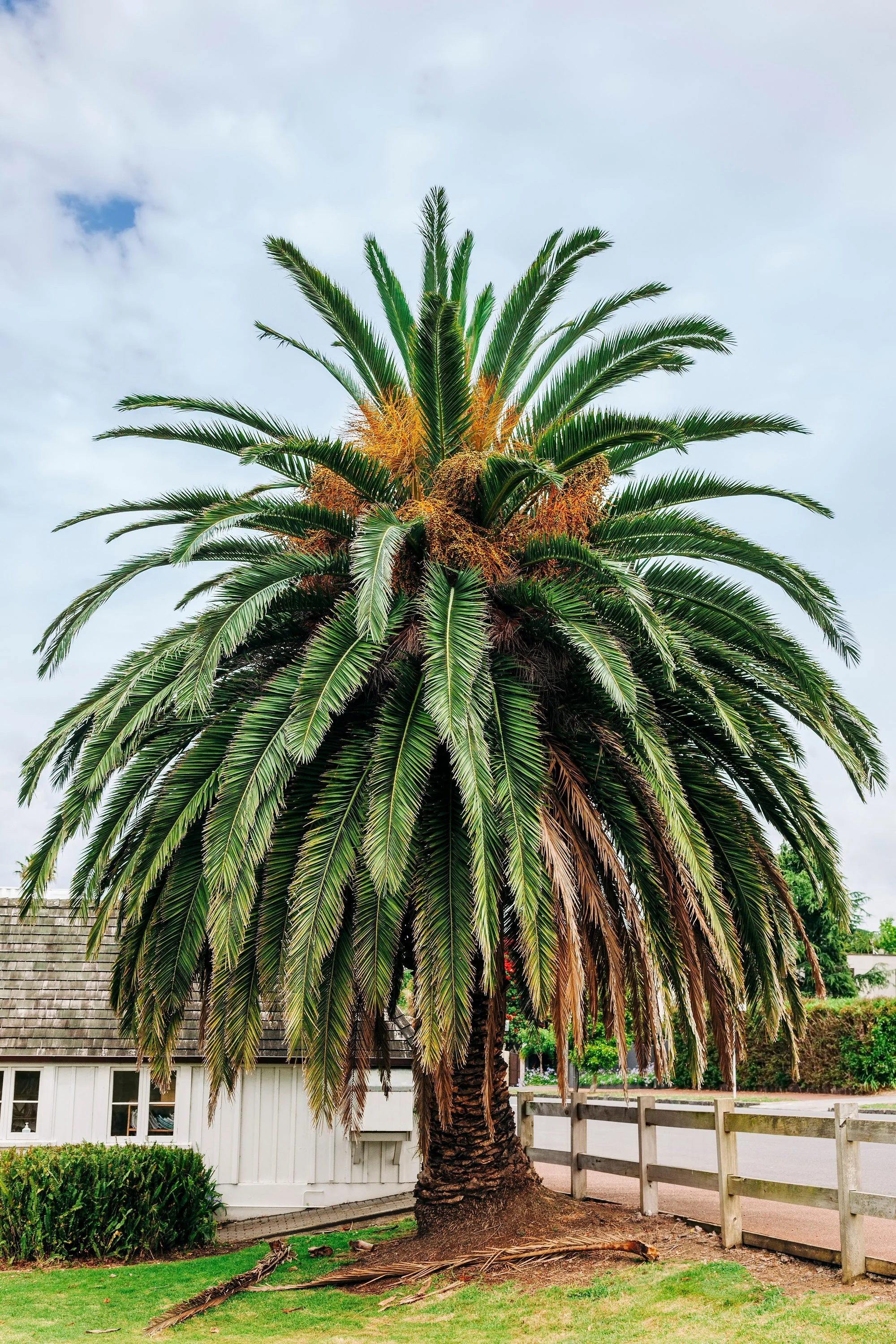 10 CANARY ISLAND Date PALM Phoenix Canariensis Tree Seeds - Image 13