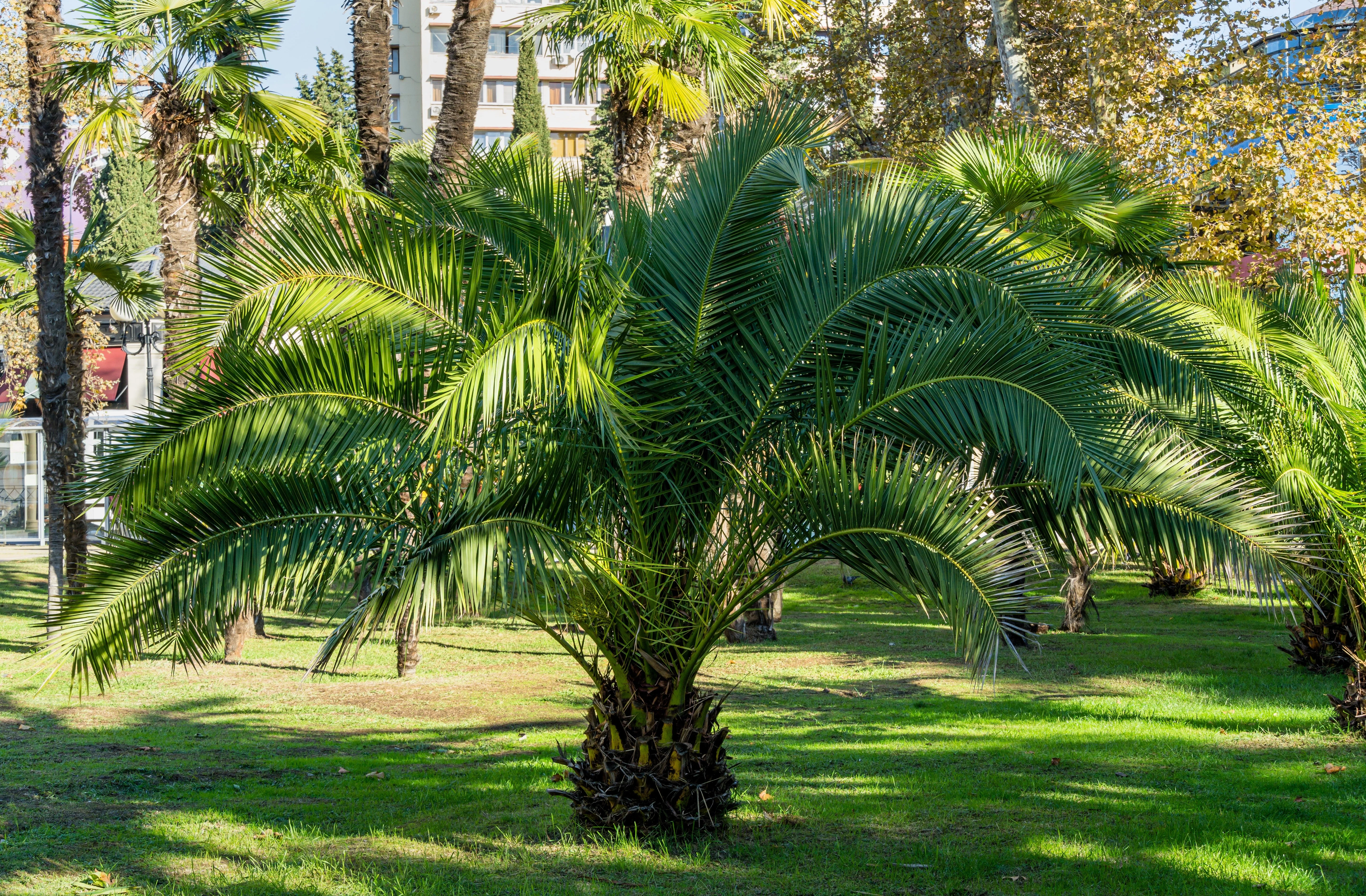 10 CANARY ISLAND Date PALM Phoenix Canariensis Tree Seeds - Image 14