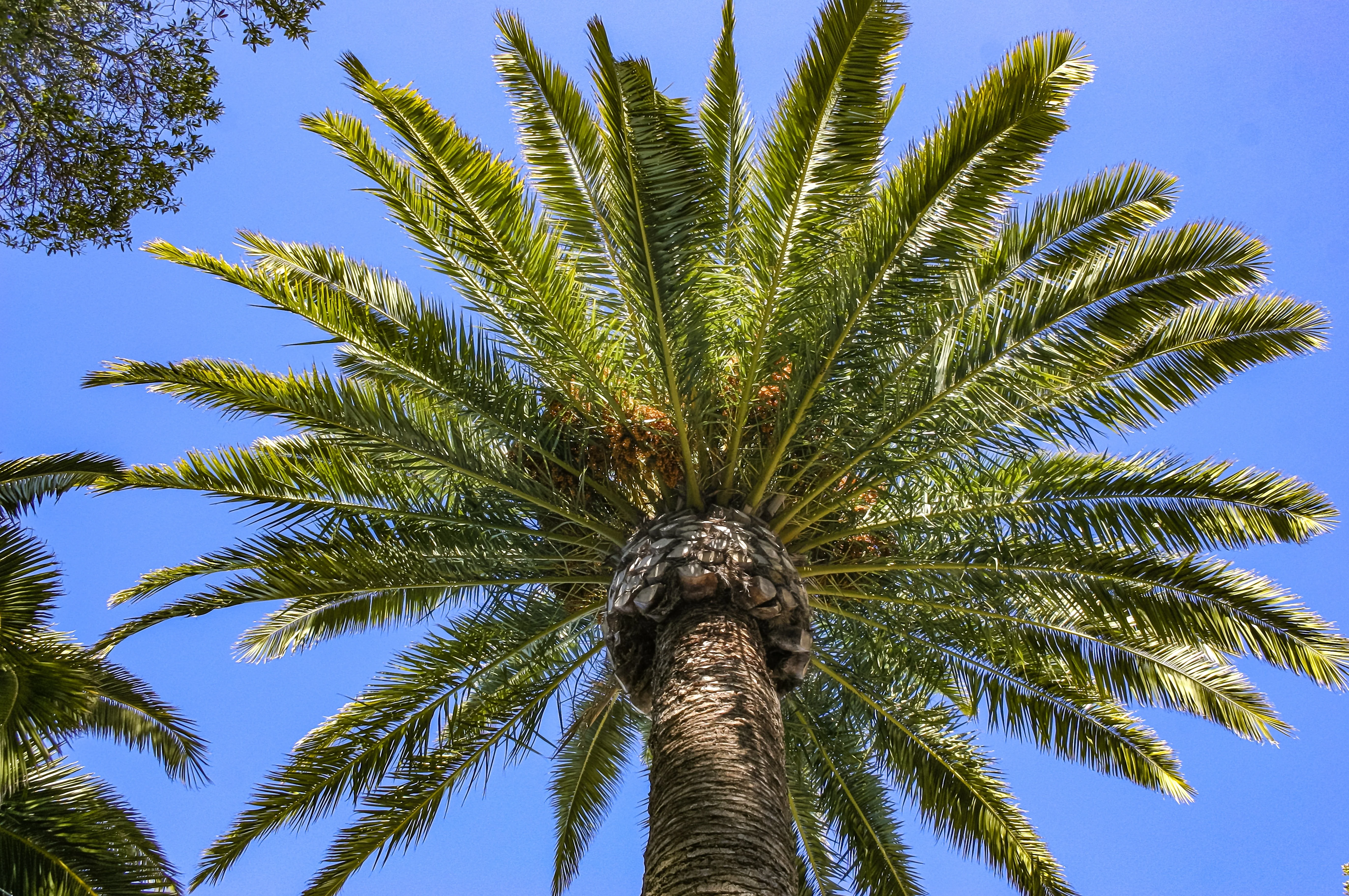 10 CANARY ISLAND Date PALM Phoenix Canariensis Tree Seeds - Image 15