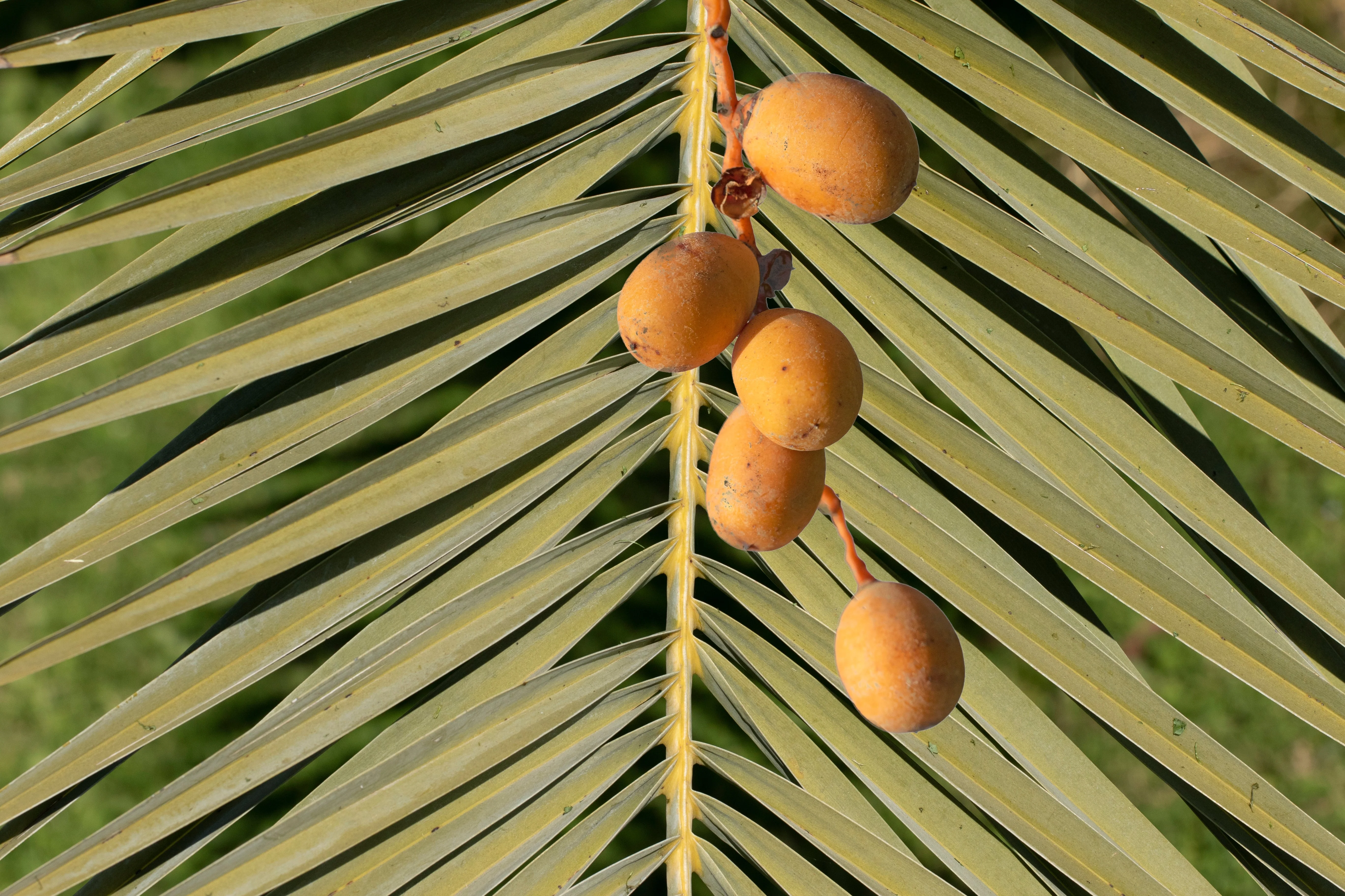 10 CANARY ISLAND Date PALM Phoenix Canariensis Tree Seeds - Image 16