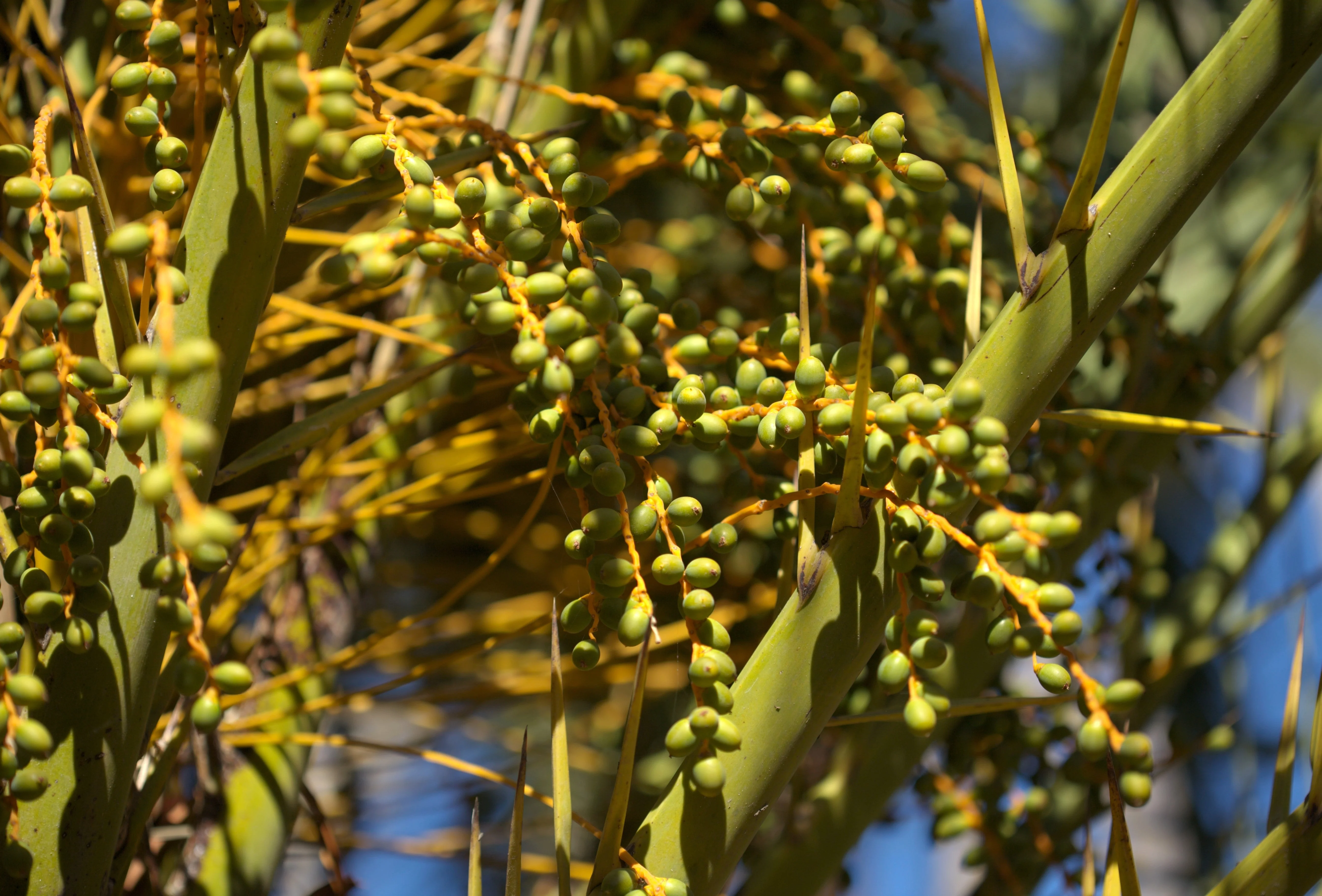 10 CANARY ISLAND Date PALM Phoenix Canariensis Tree Seeds - Image 17