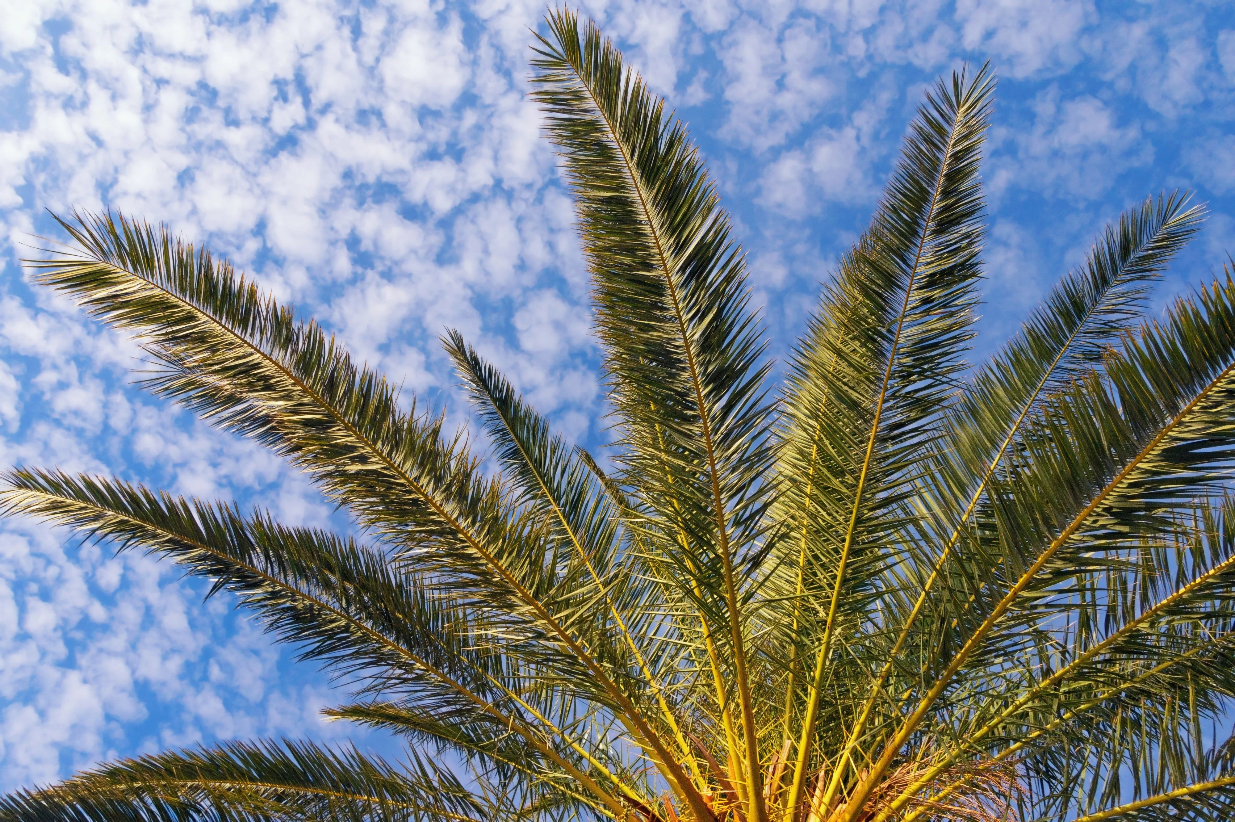 10 CANARY ISLAND Date PALM Phoenix Canariensis Tree Seeds - Image 18