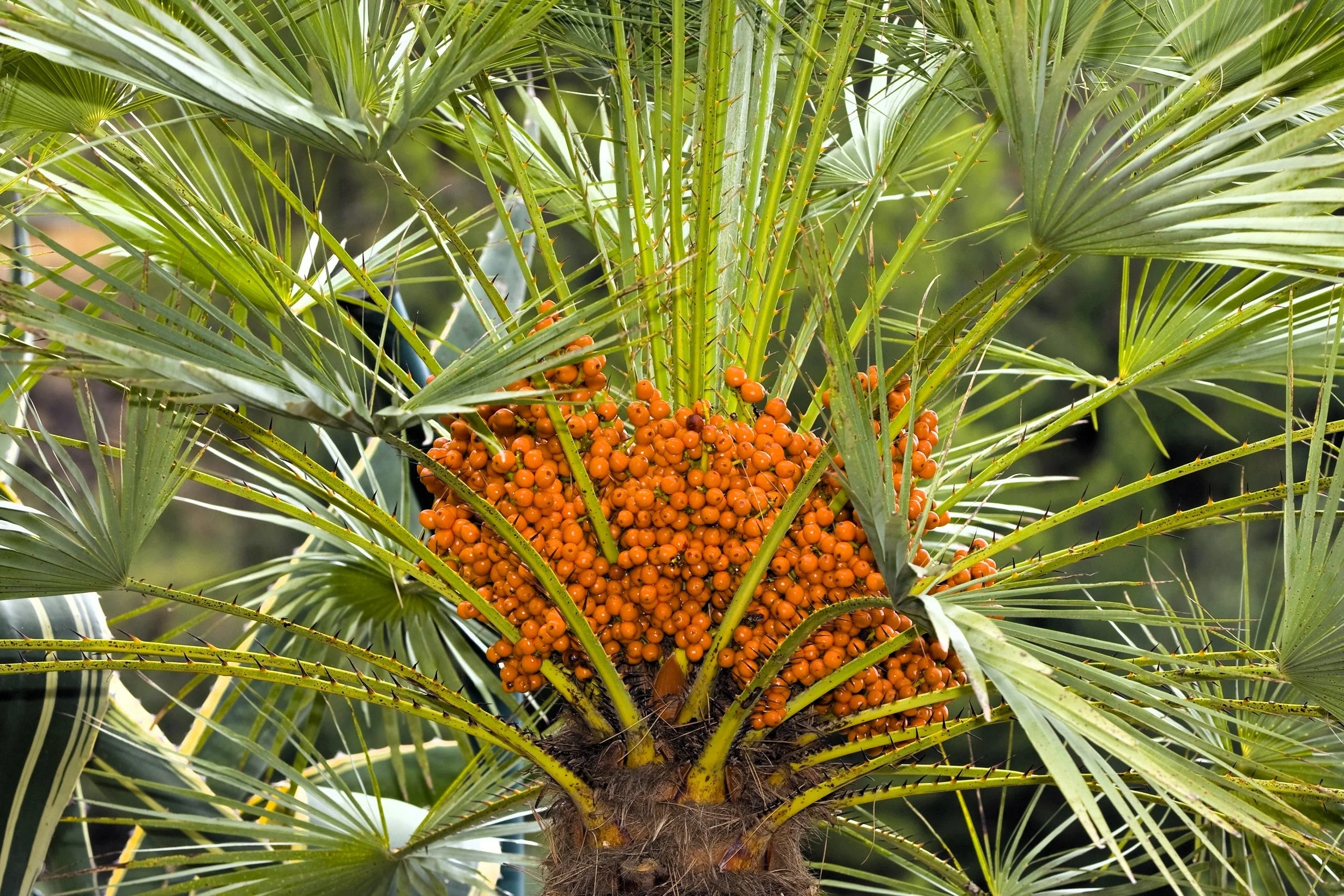 10 CANARY ISLAND Date PALM Phoenix Canariensis Tree Seeds - Image 19