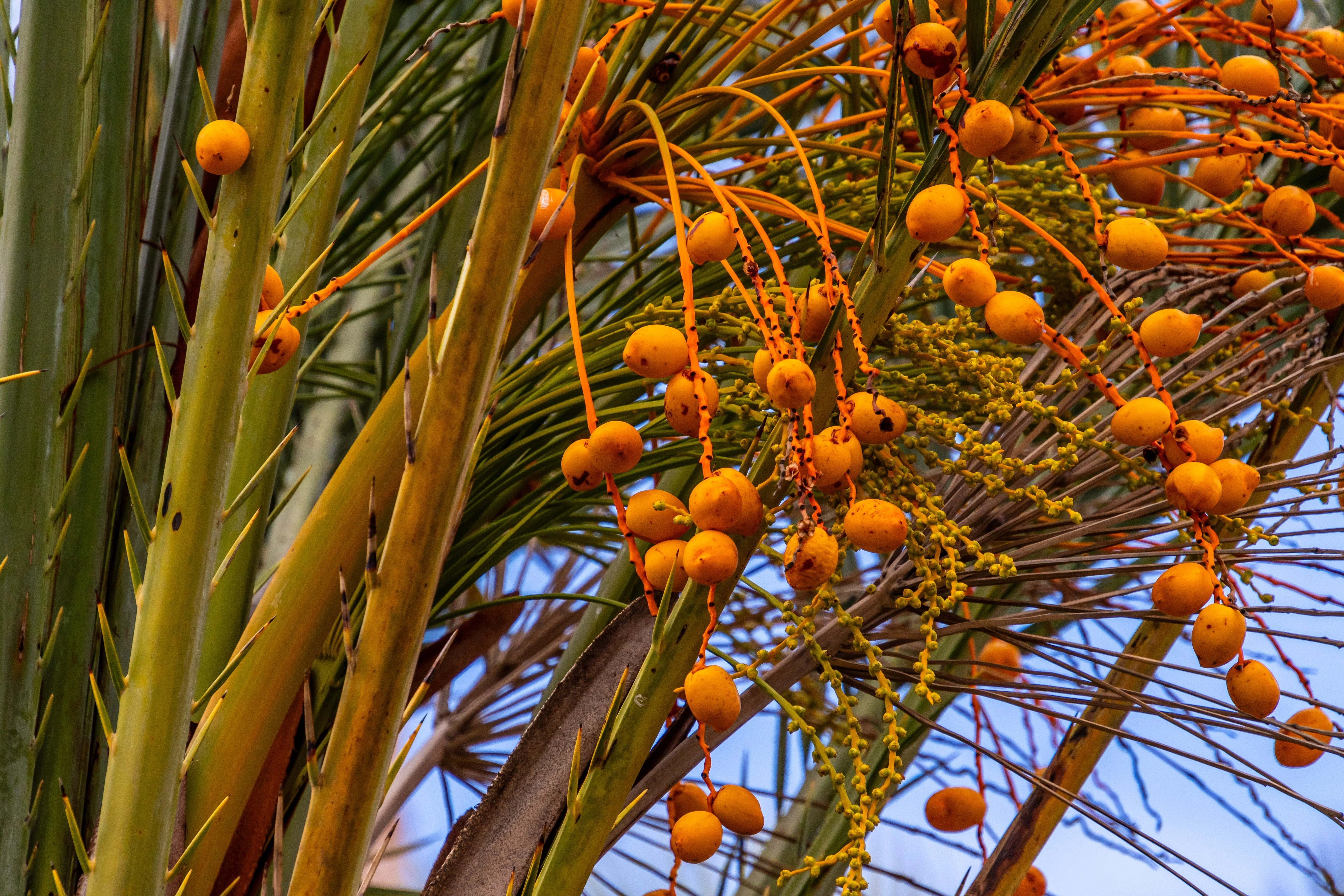 10 CANARY ISLAND Date PALM Phoenix Canariensis Tree Seeds - Image 2