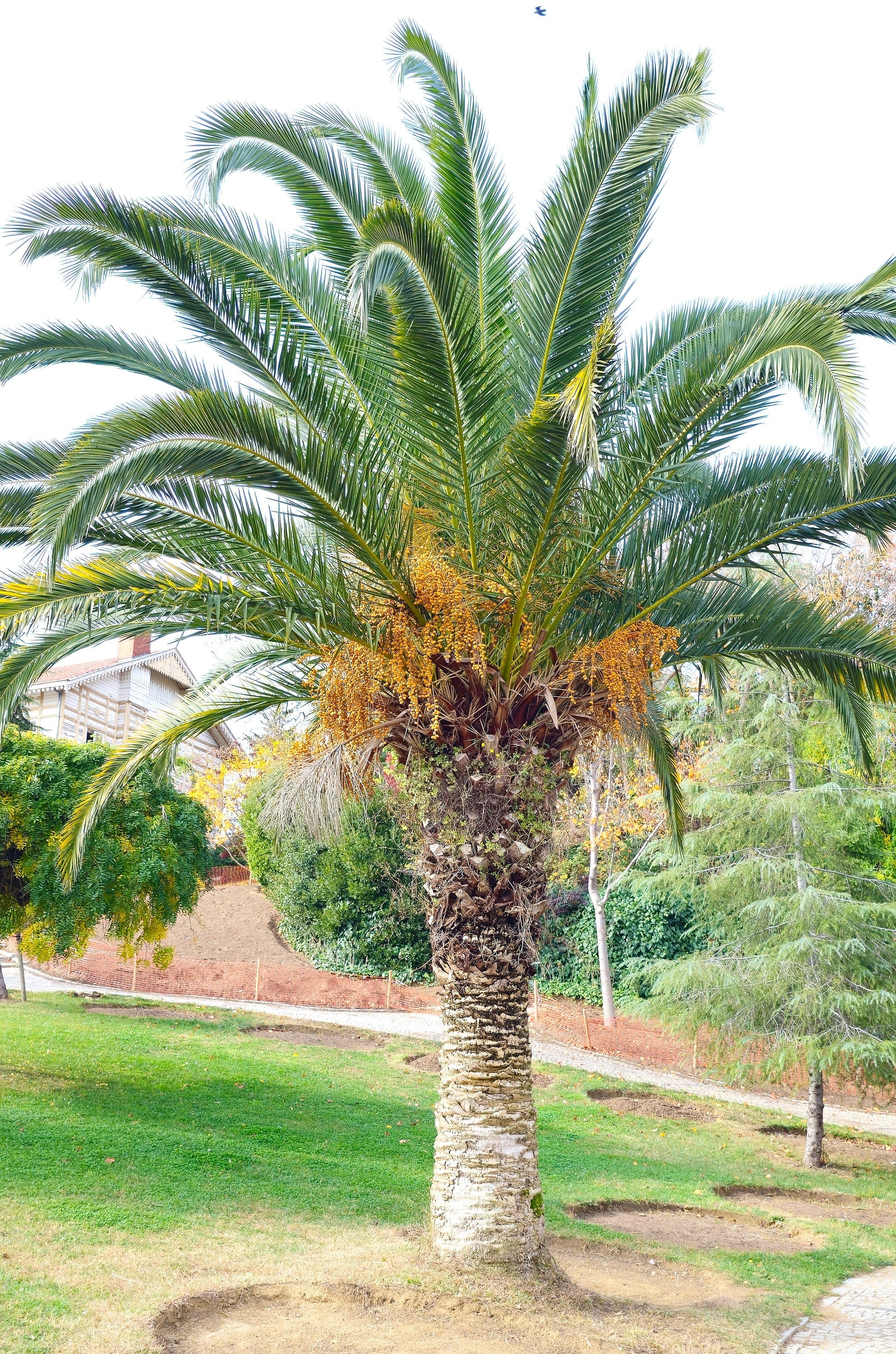 10 CANARY ISLAND Date PALM Phoenix Canariensis Tree Seeds - Image 20