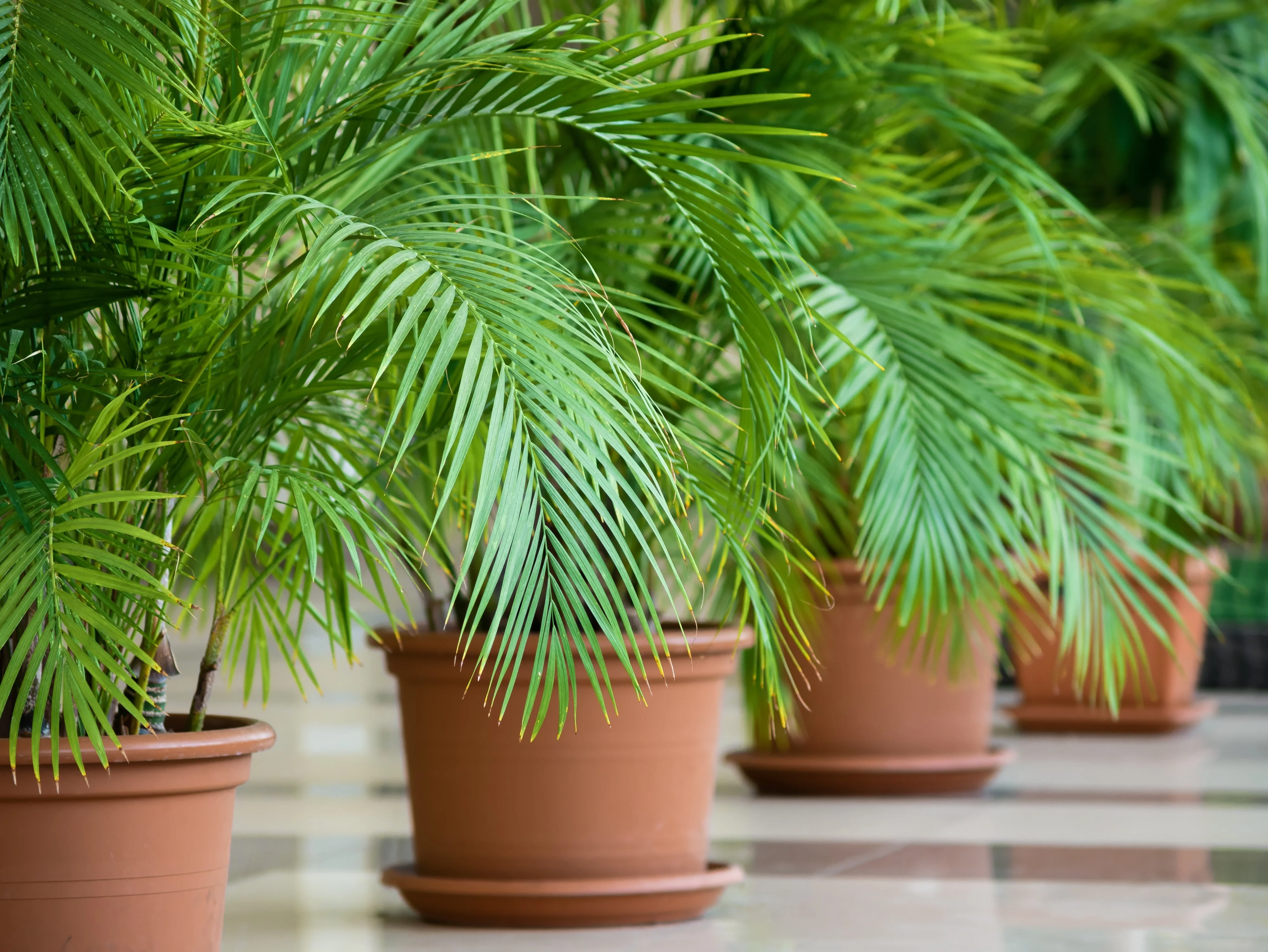 10 CANARY ISLAND Date PALM Phoenix Canariensis Tree Seeds - Image 21