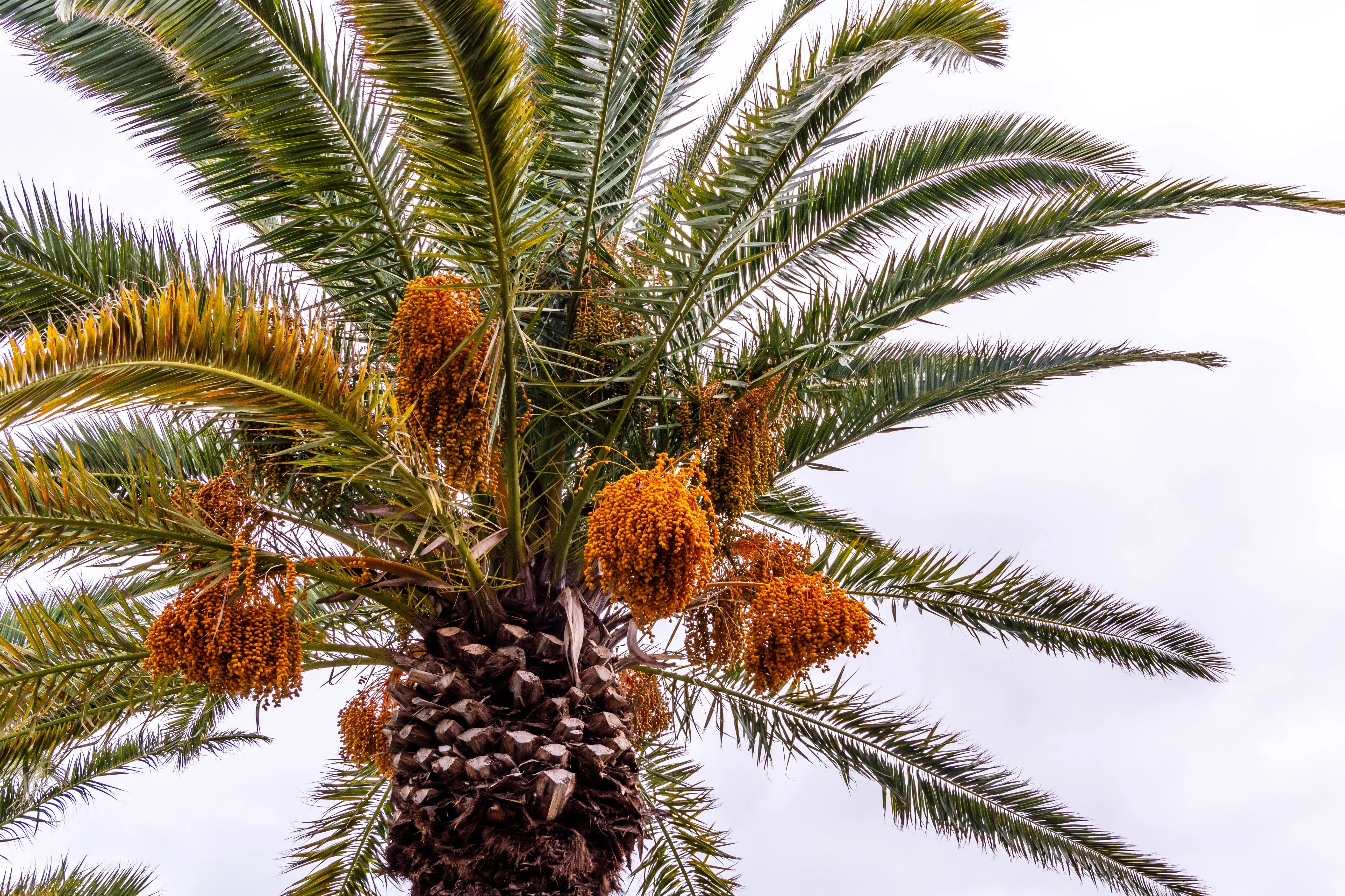 10 CANARY ISLAND Date PALM Phoenix Canariensis Tree Seeds - Image 3
