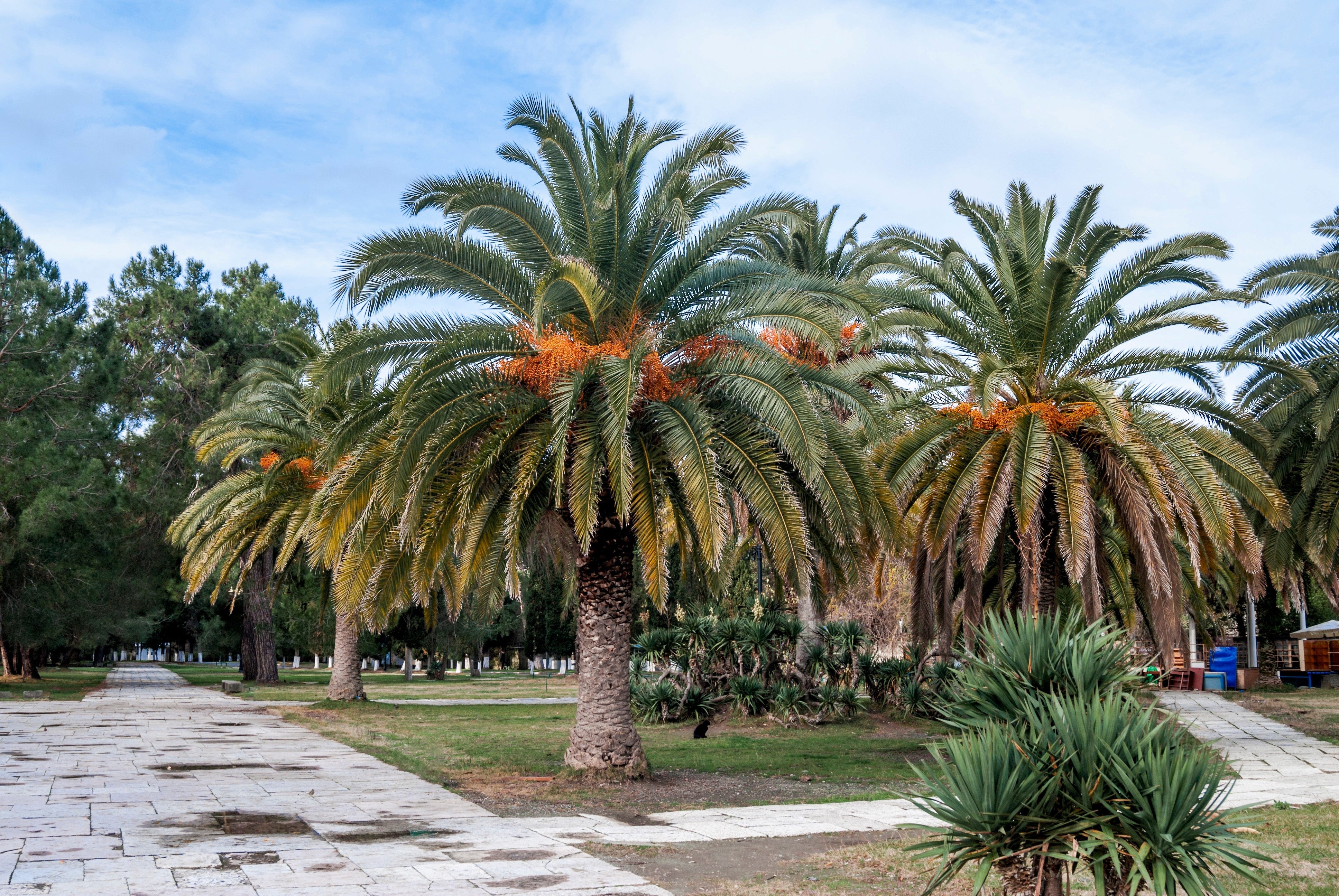 10 CANARY ISLAND Date PALM Phoenix Canariensis Tree Seeds - Image 4