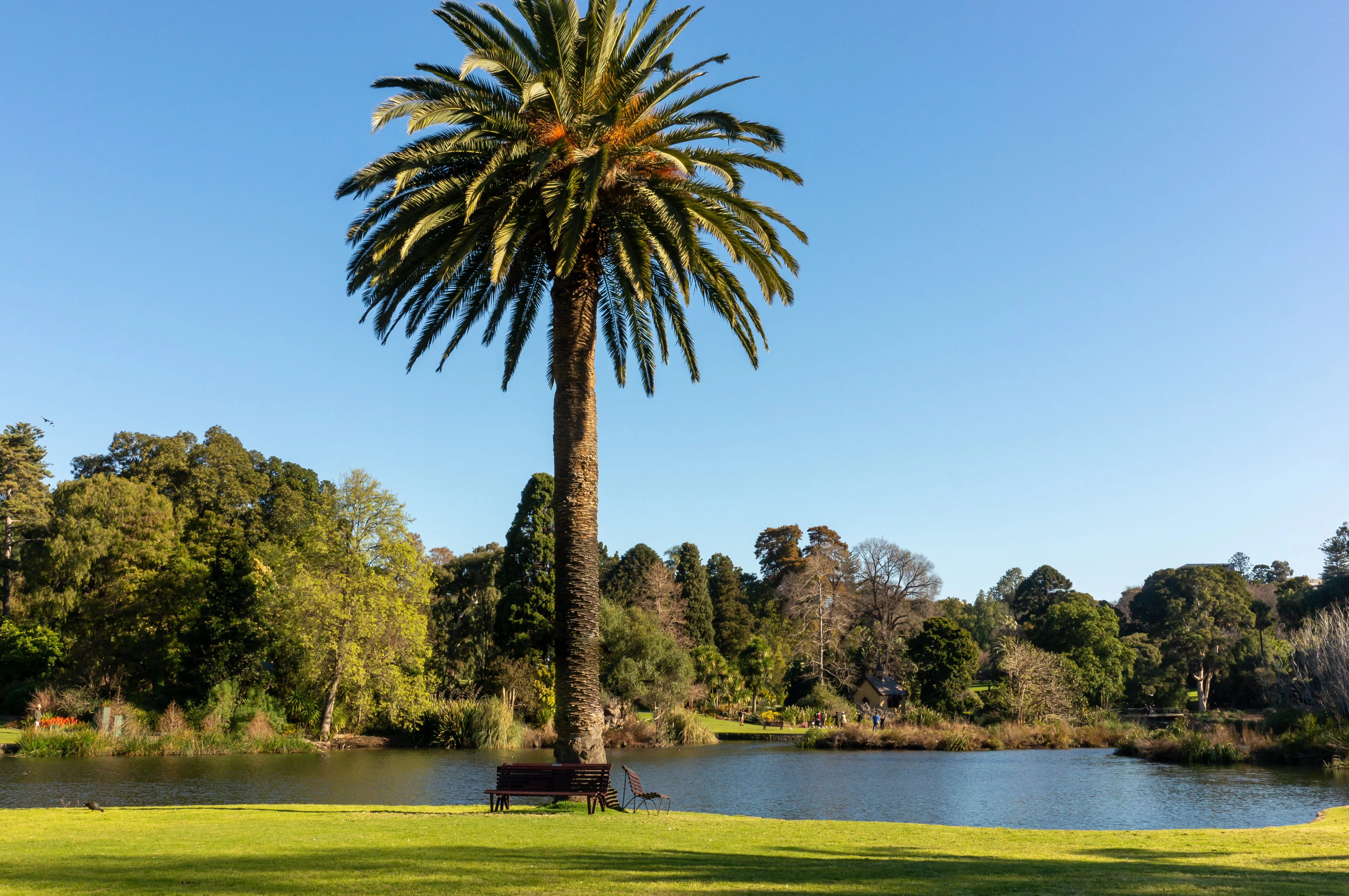 10 CANARY ISLAND Date PALM Phoenix Canariensis Tree Seeds - Image 5