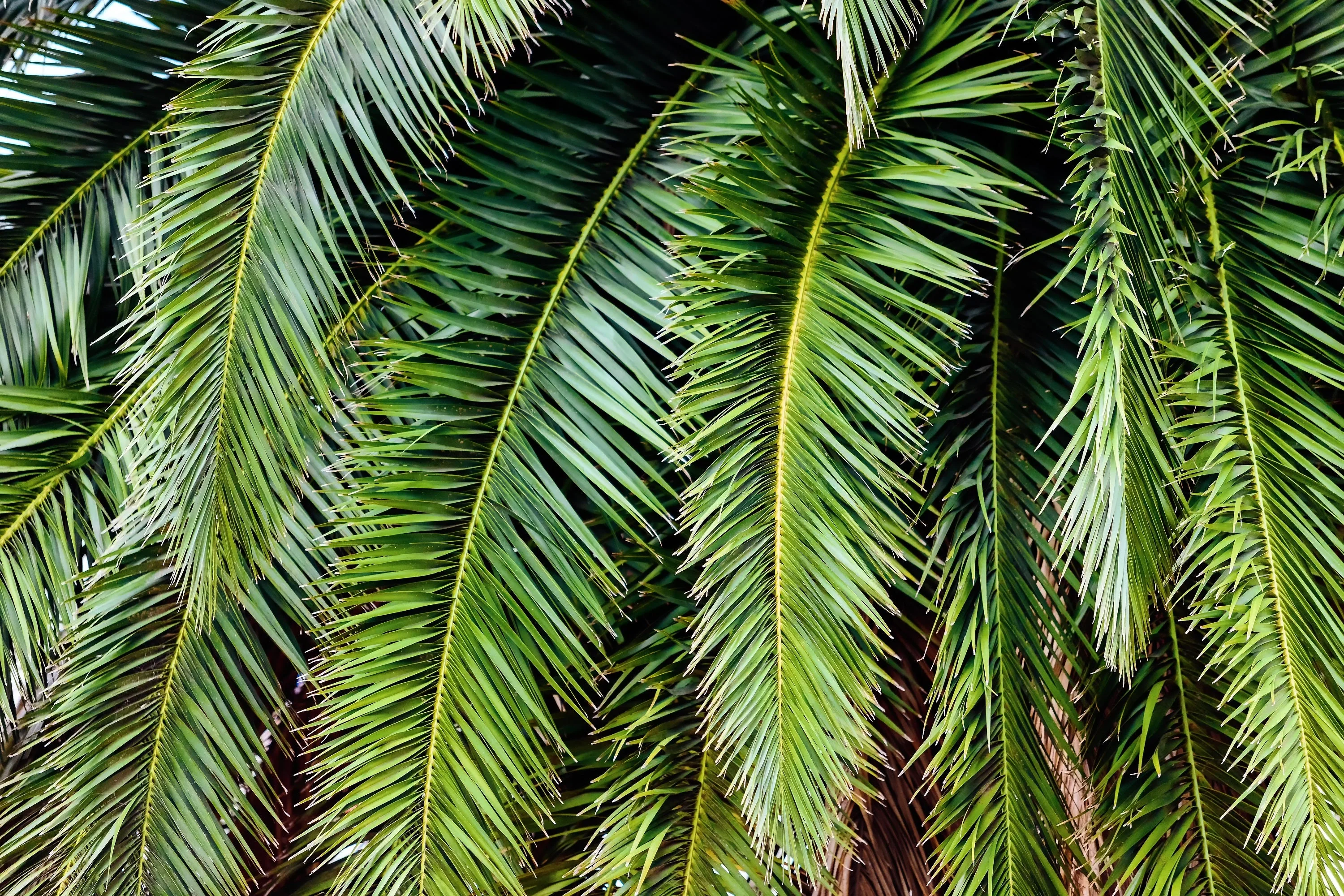 10 CANARY ISLAND Date PALM Phoenix Canariensis Tree Seeds - Image 6