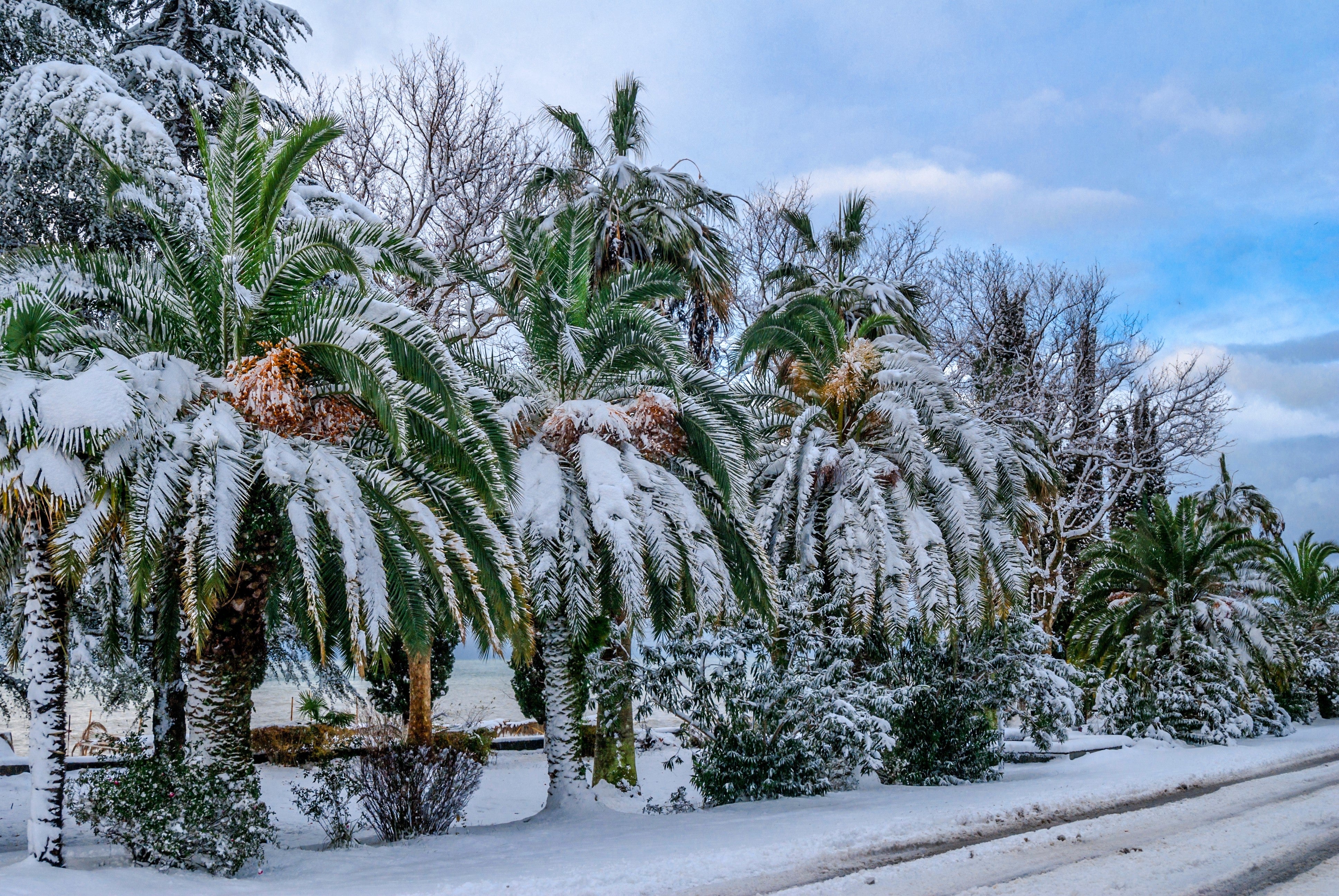 10 CANARY ISLAND Date PALM Phoenix Canariensis Tree Seeds - Image 7