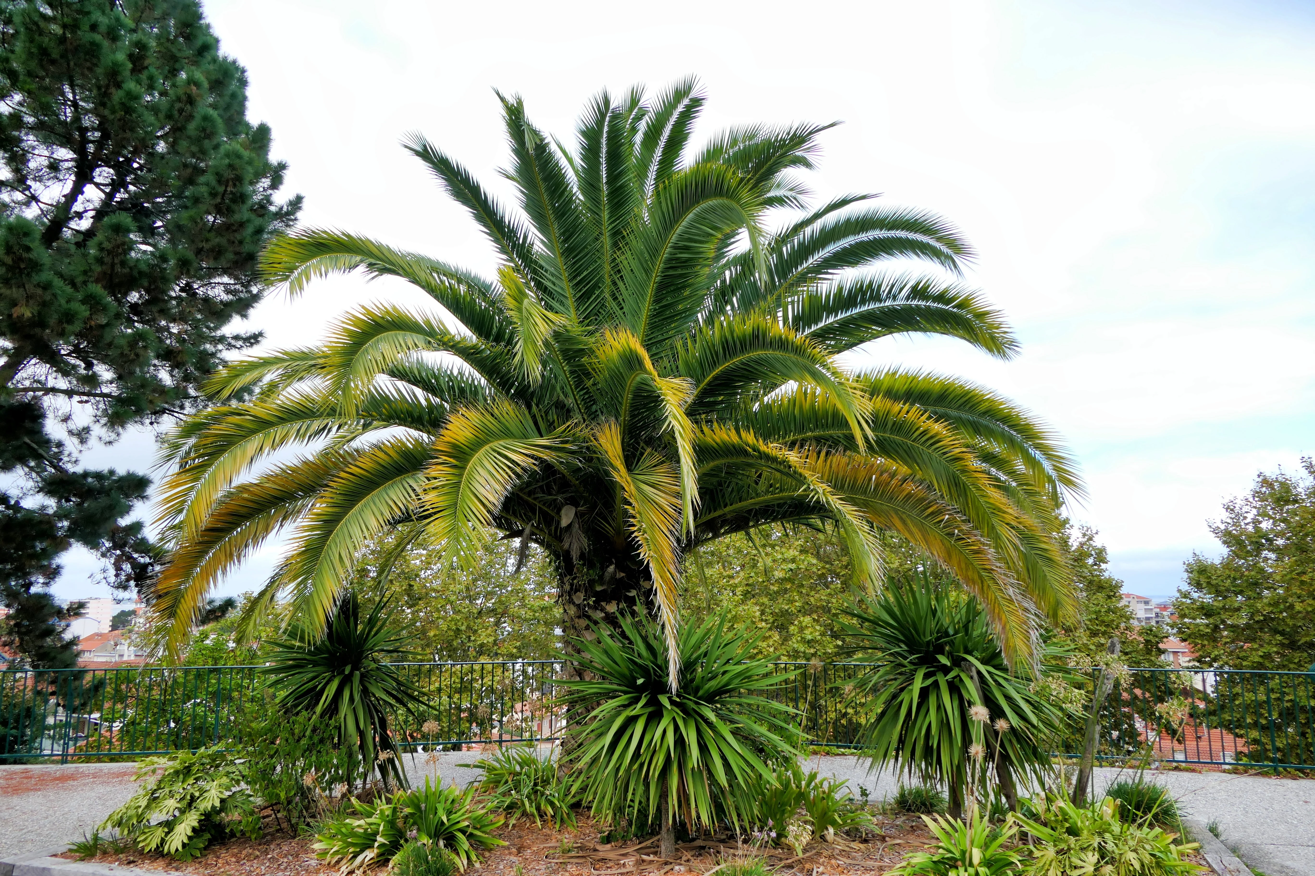 10 CANARY ISLAND Date PALM Phoenix Canariensis Tree Seeds - Image 8