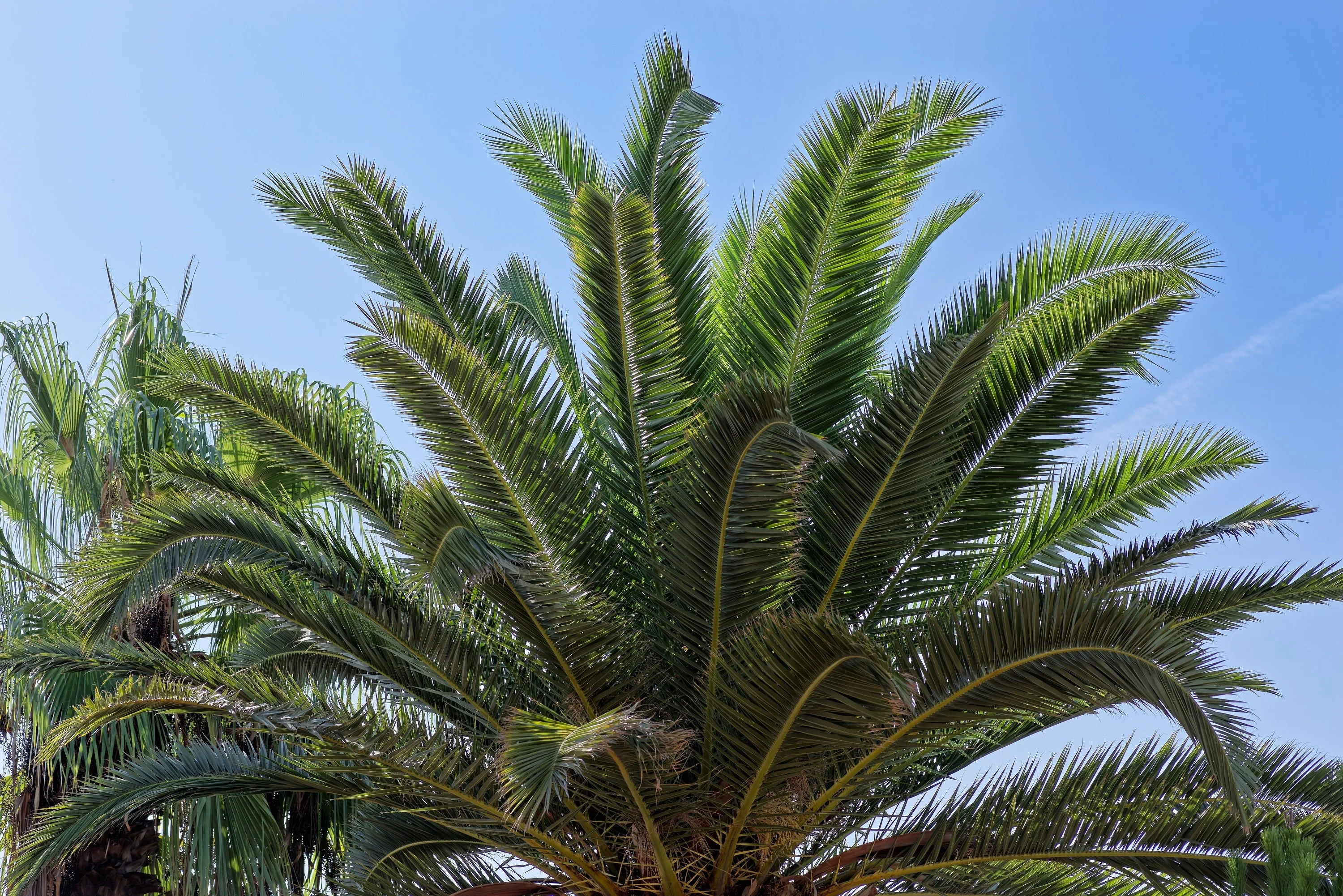 10 CANARY ISLAND Date PALM Phoenix Canariensis Tree Seeds - Image 9