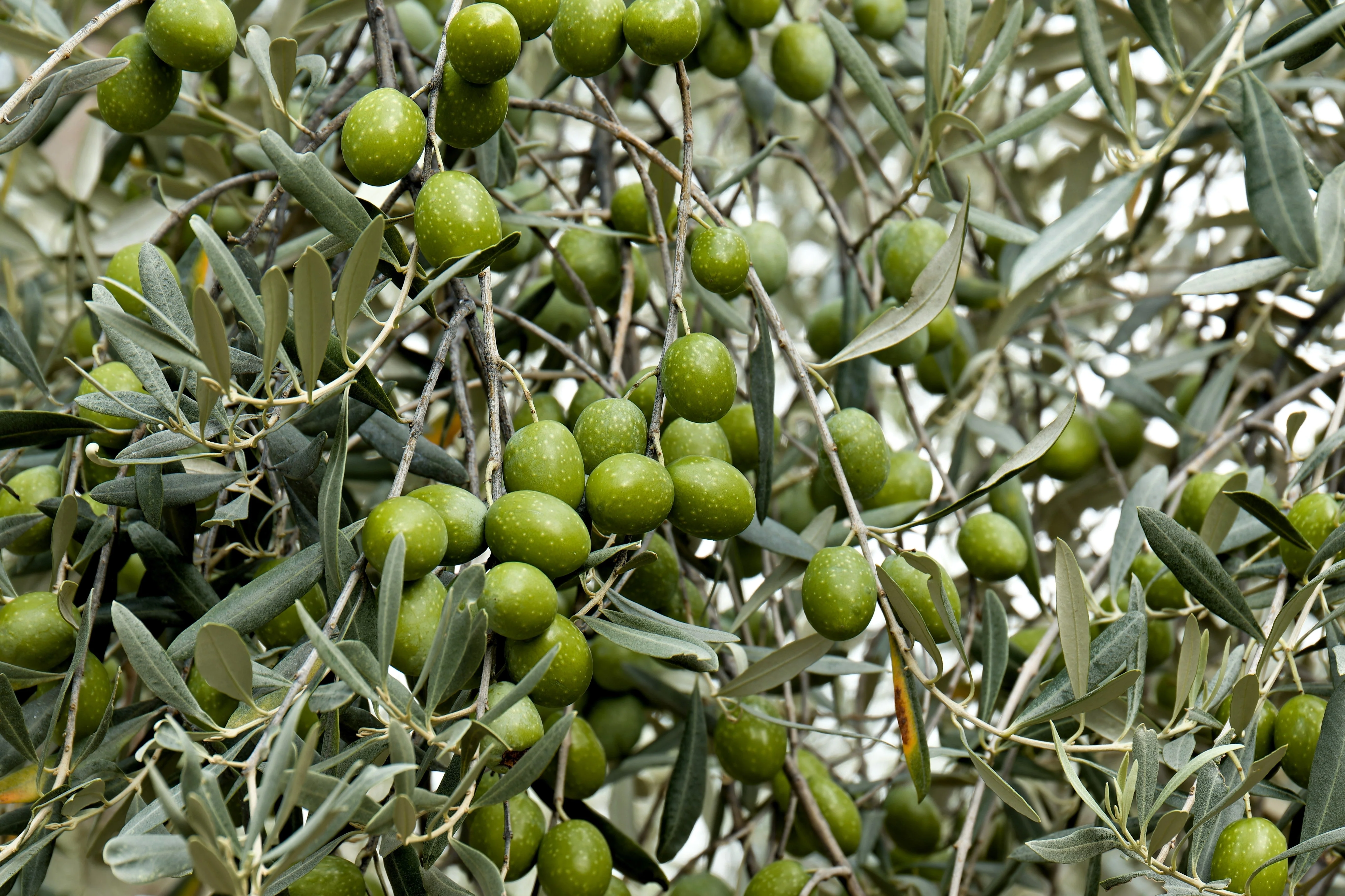 10 CANINO OLIVE TREE Olea Europaea Canino Edible European Common Green Black Fruit Seed - Image 10